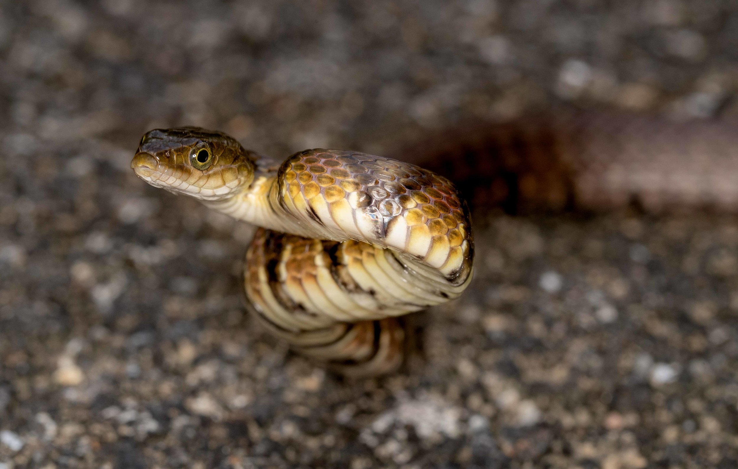 Copy of Mountain Water Snake
