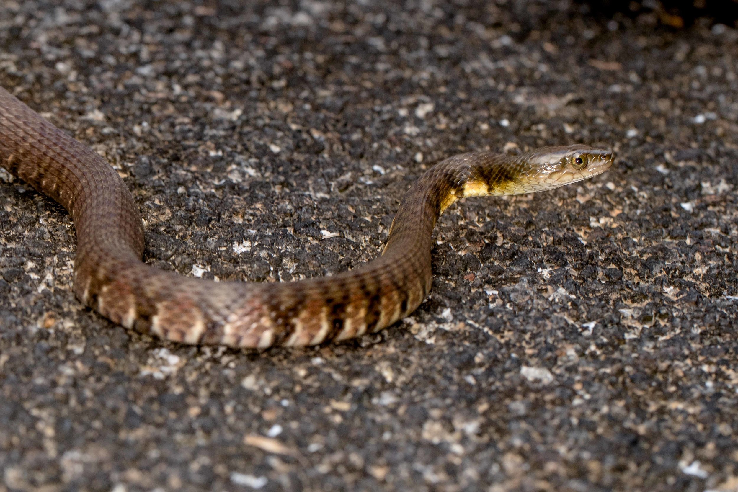 Copy of Mountain Water Snake