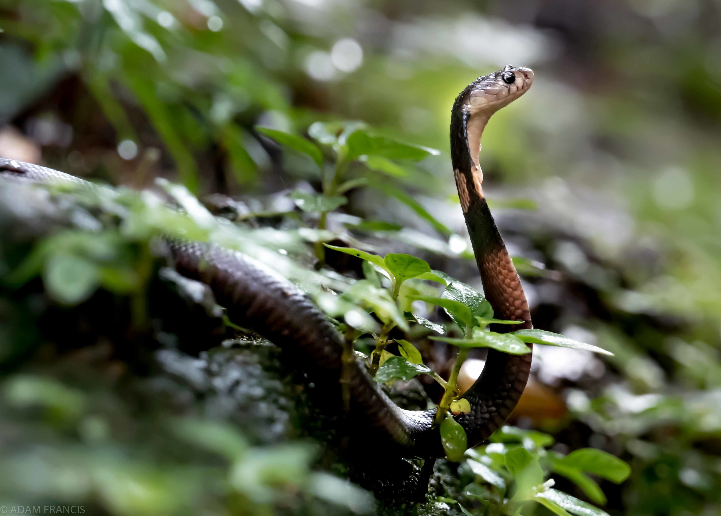 Copy of Chinese Cobra - Juvenile