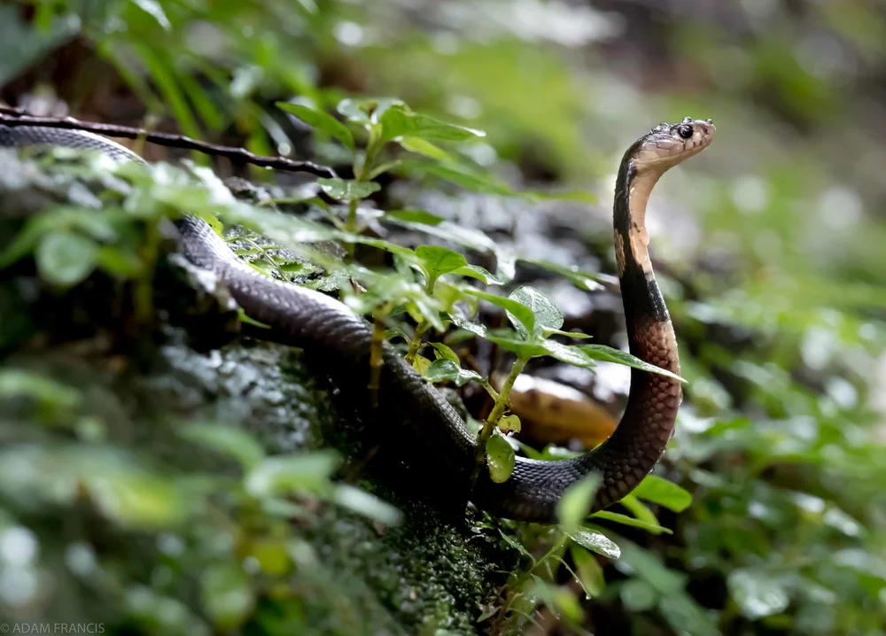 中華眼鏡蛇 飯鏟頭 Hongkongsnakeid Com