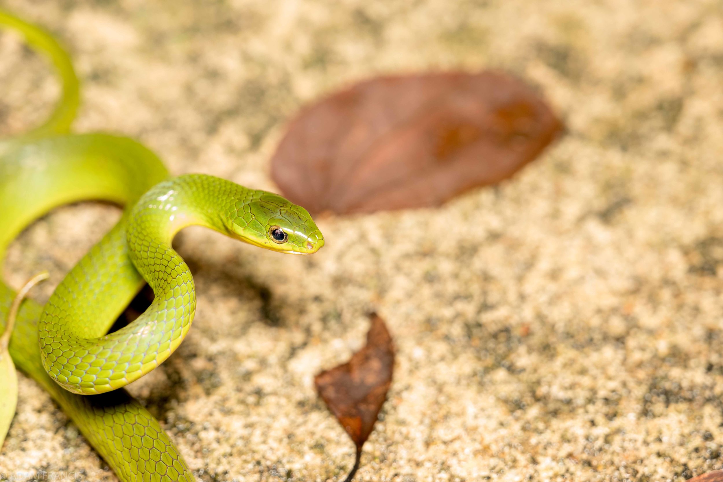 Copy of Greater Green Snake
