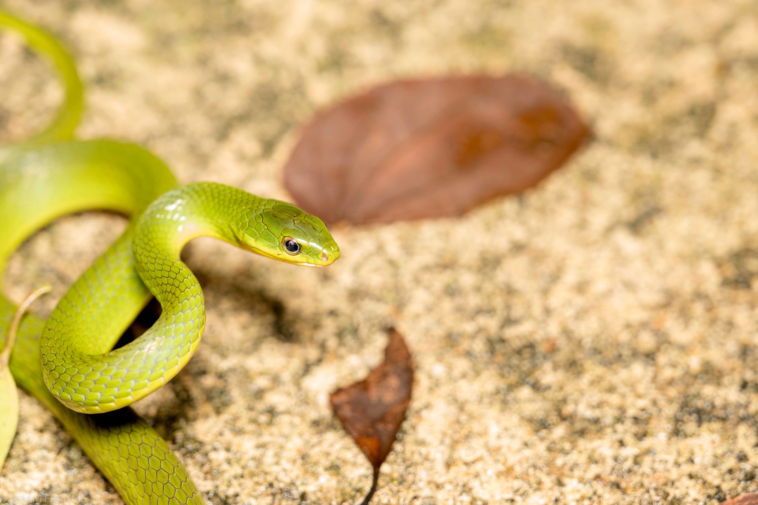 Greater Green Snake - Cyclophiops major