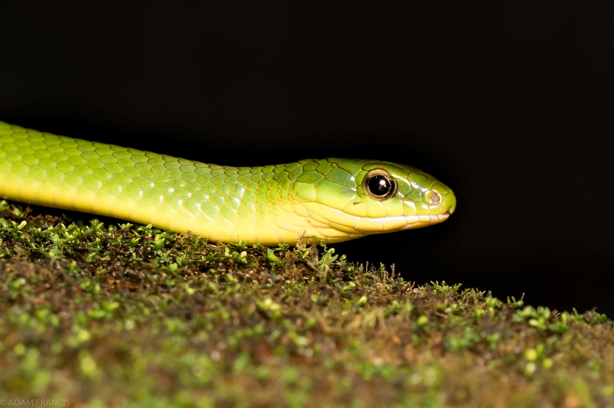 Greater Green Snake - Cyclophiops major