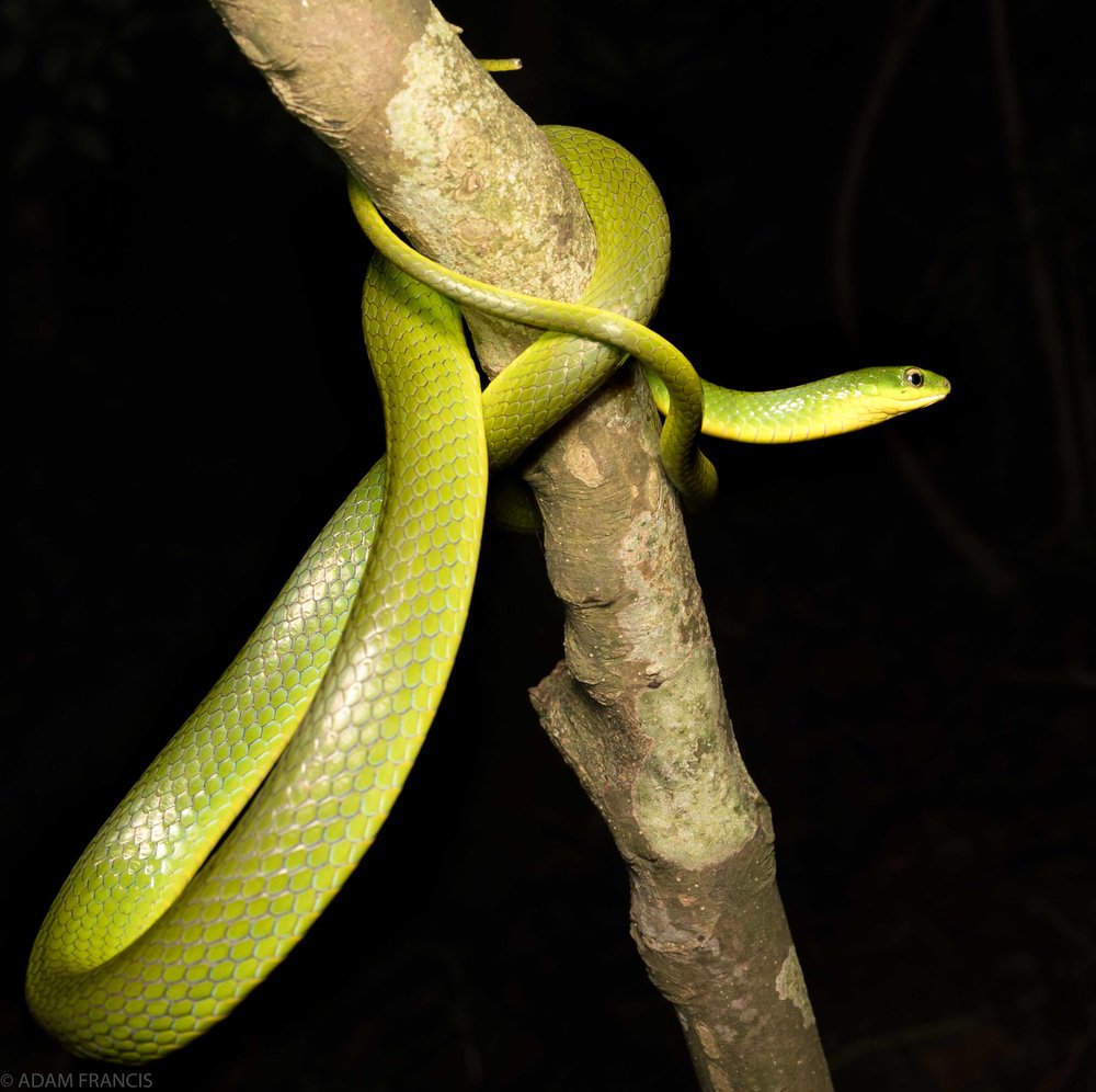 Greater Green Snake - Ptyas major —