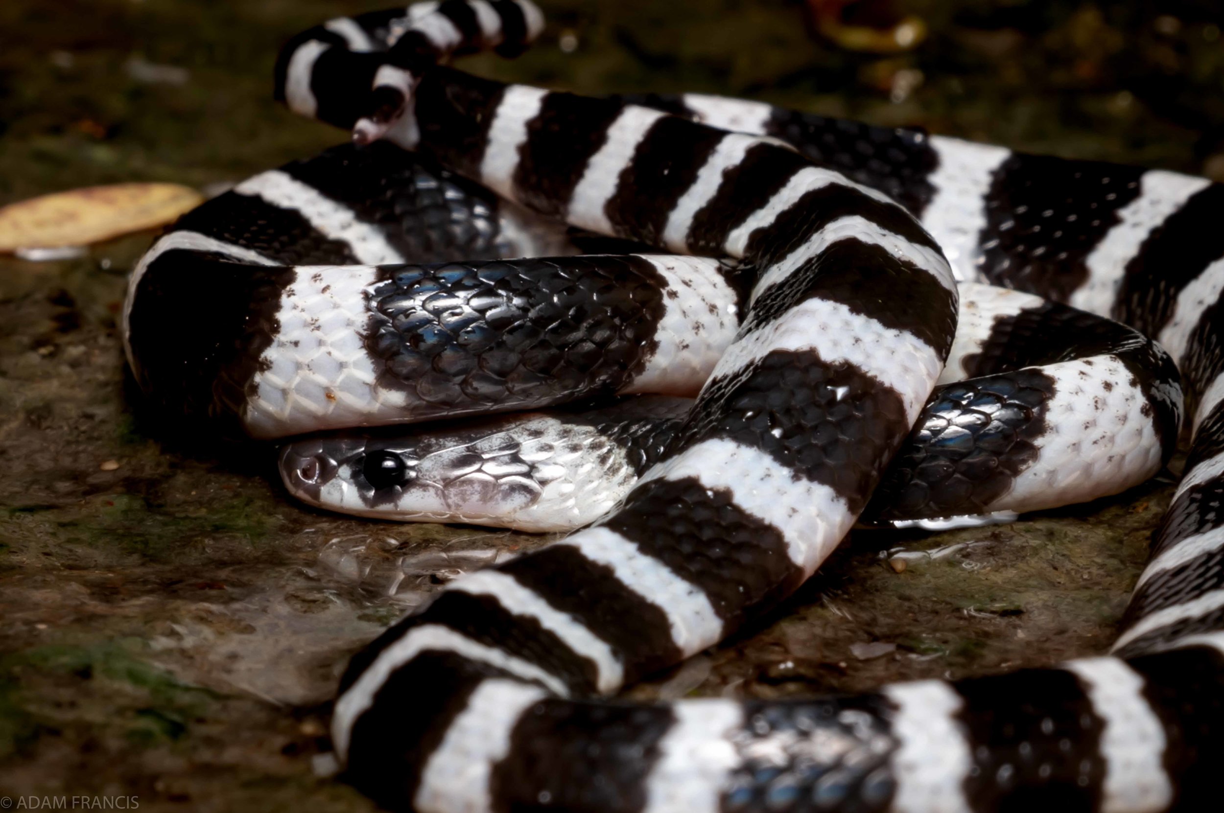 Many Banded Krait - Bungarus multicinctus