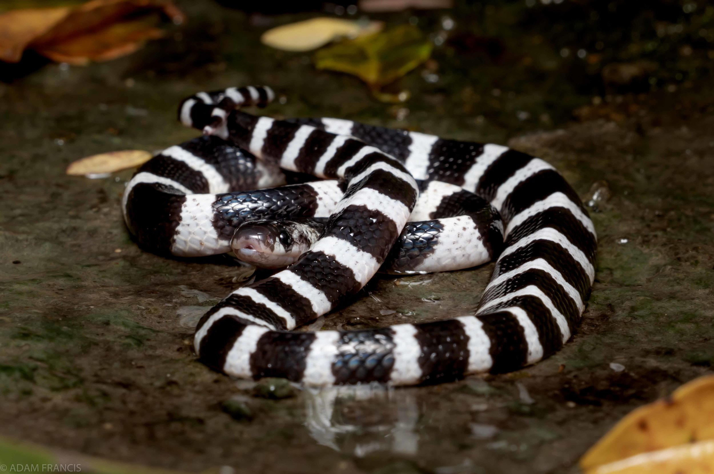 MANY BANDED KRAIT