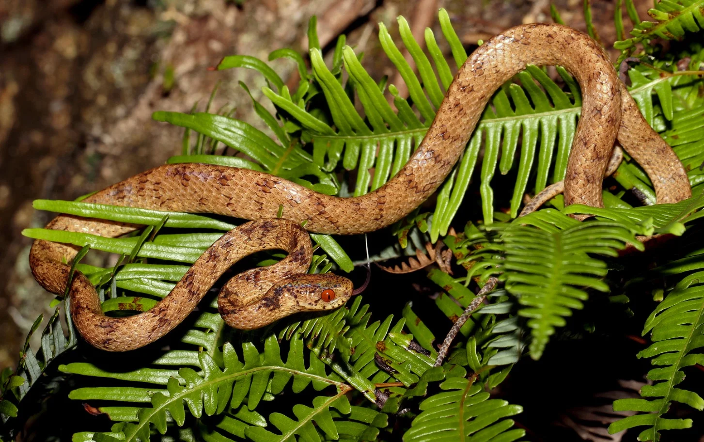 Copy of Chinese Slug Snake