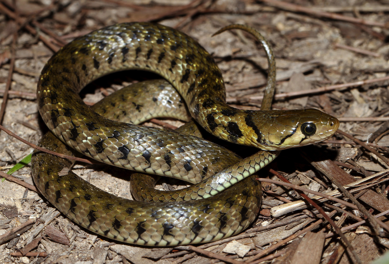 Checkered Keelback - Xenochrophis flavipunctatus