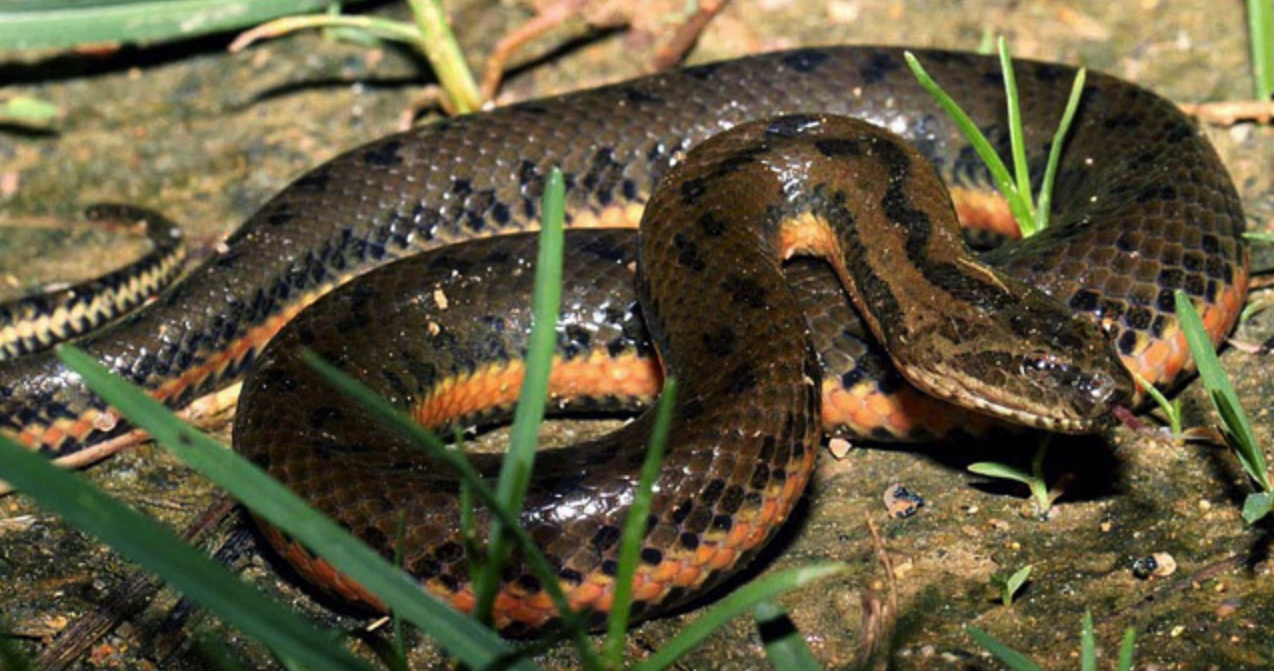 Copy of Chinese Water Snake