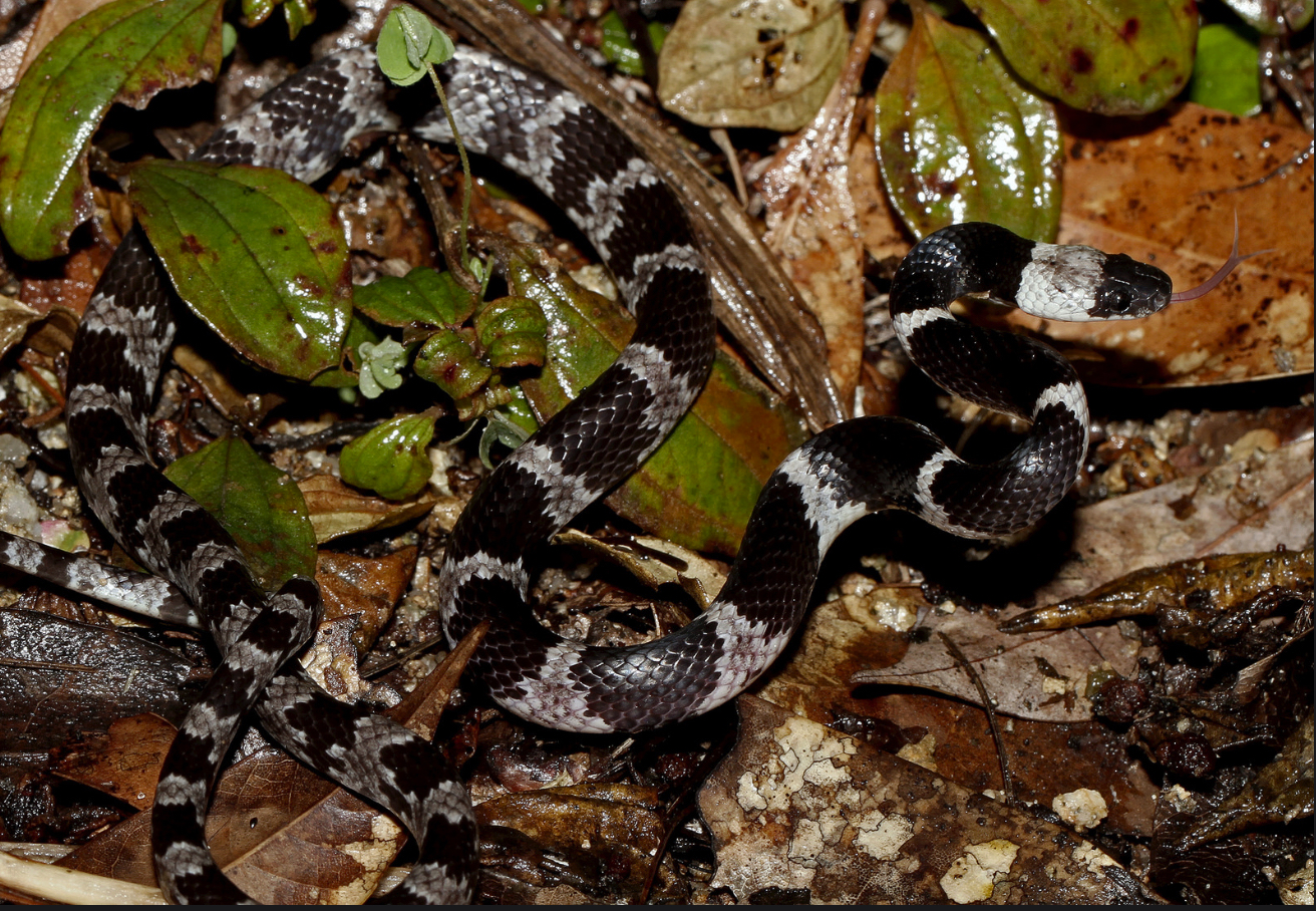 Mountain Wolf Snake