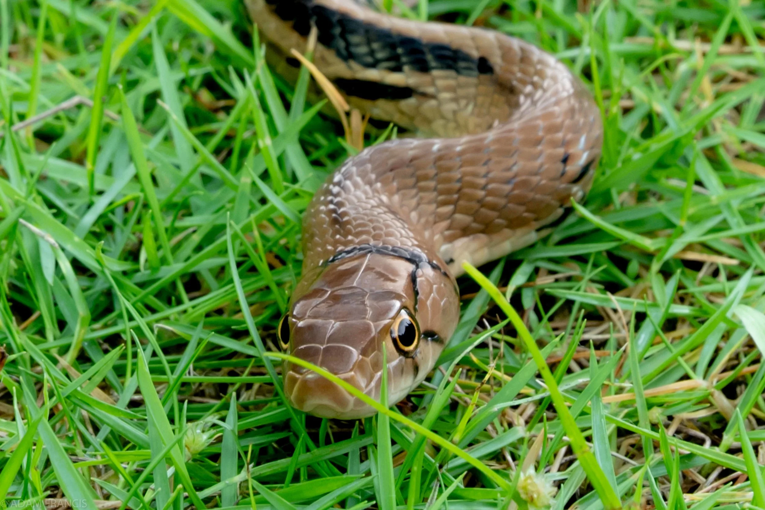 Copperhead Racer Coelognathus radiatus (1 of 10).jpg