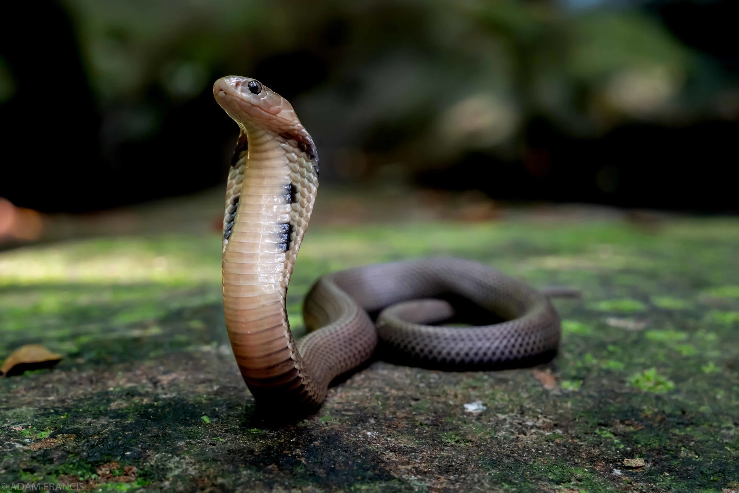 Copy of Chinese Cobra - Juvenile Grey Color Morph