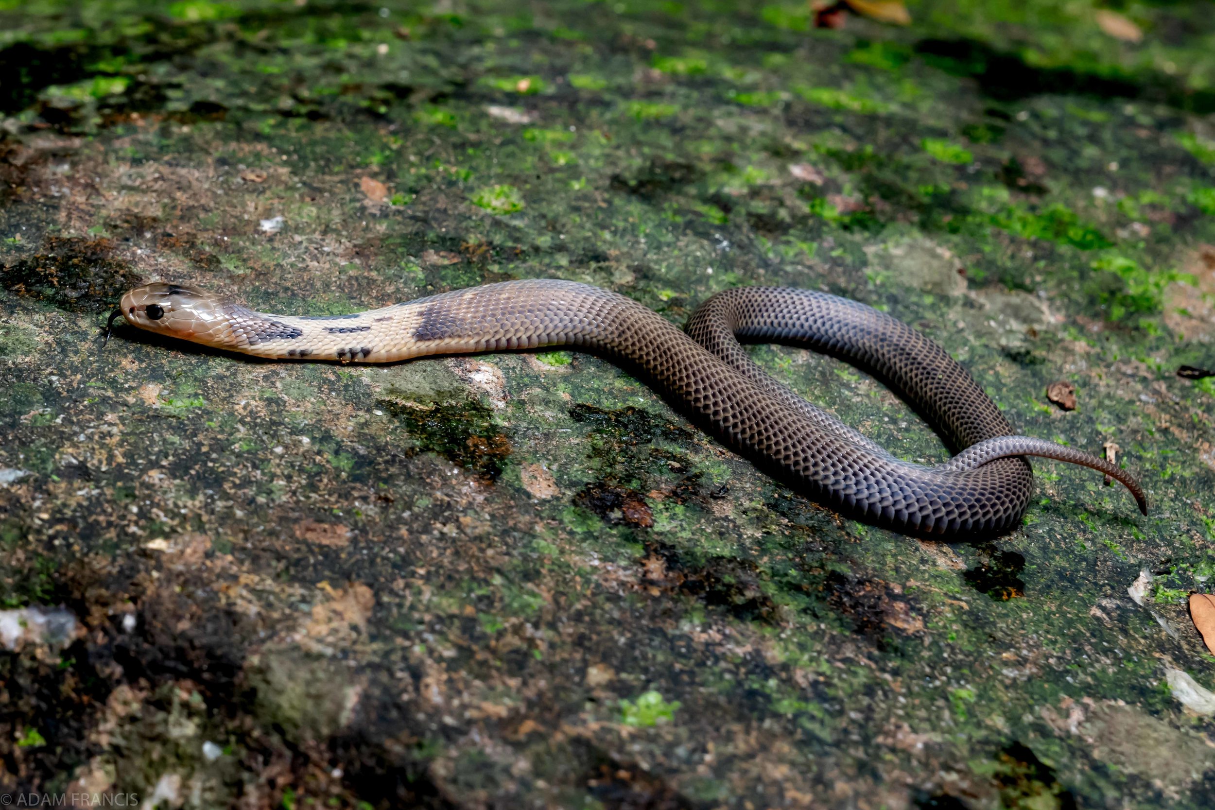 Copy of Chinese Cobra - Juvenile Grey Color Morph