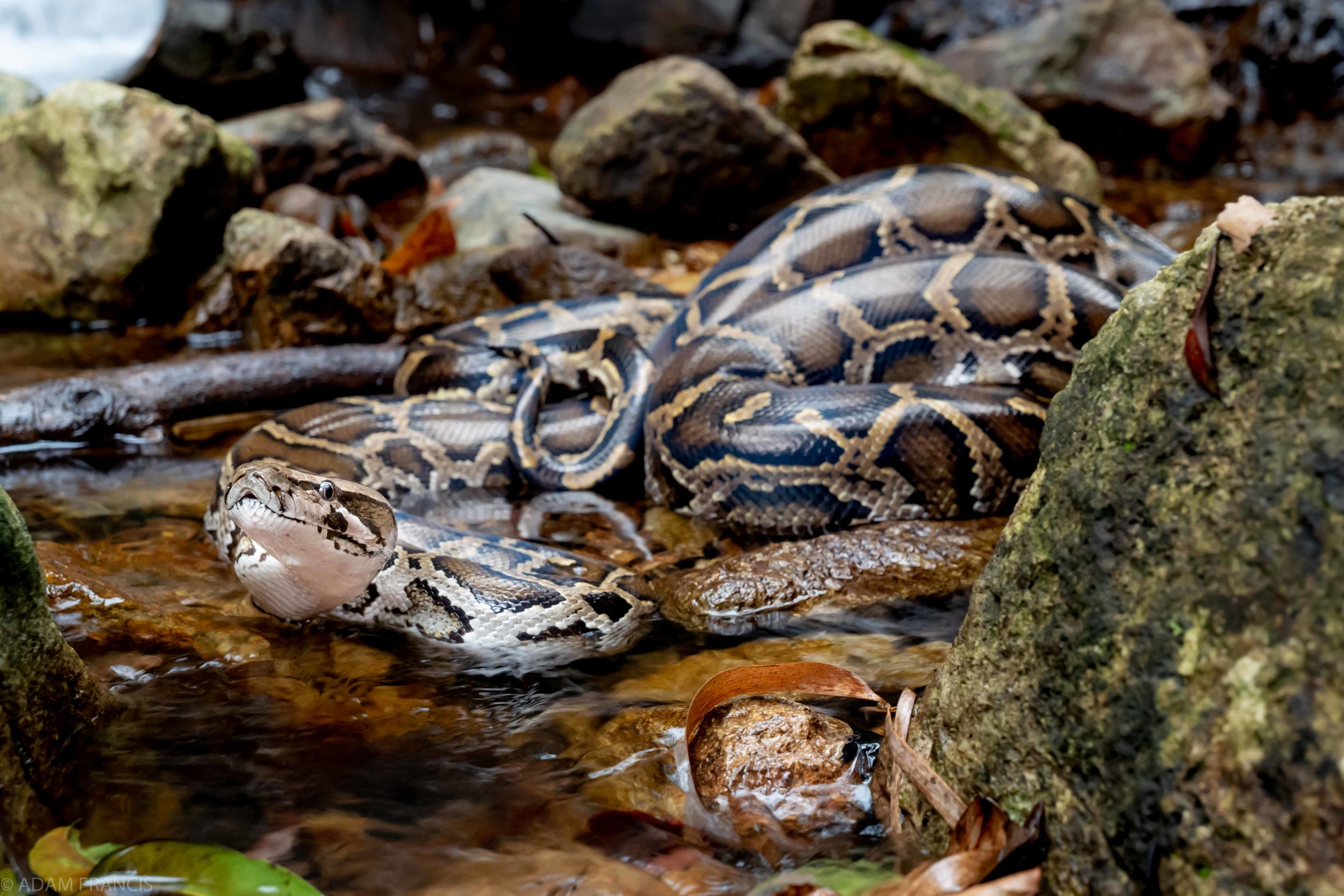 Copy of Burmese Python