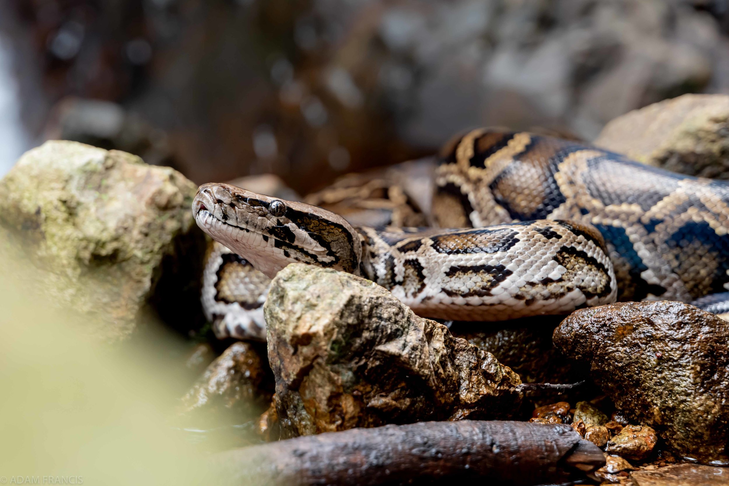 Copy of Burmese Python