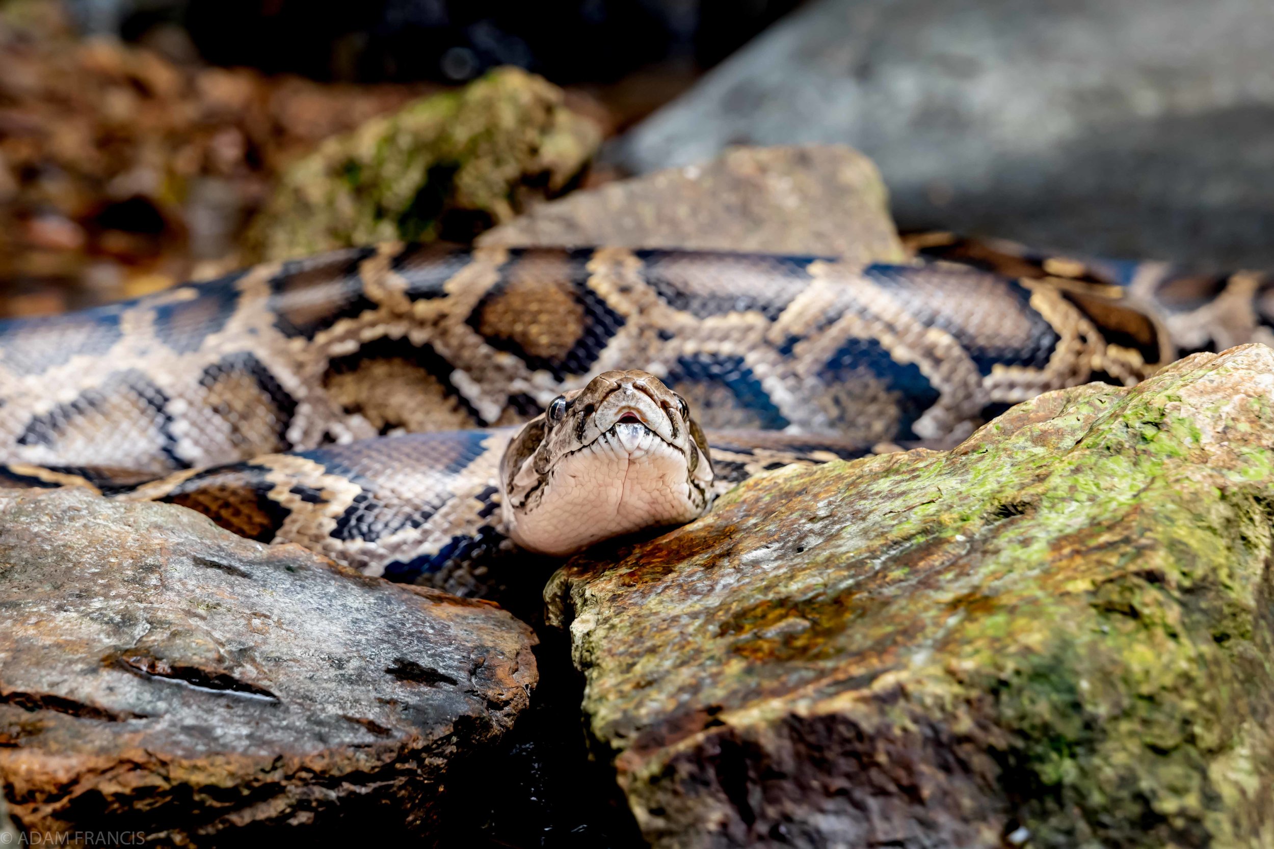 Copy of Burmese Python