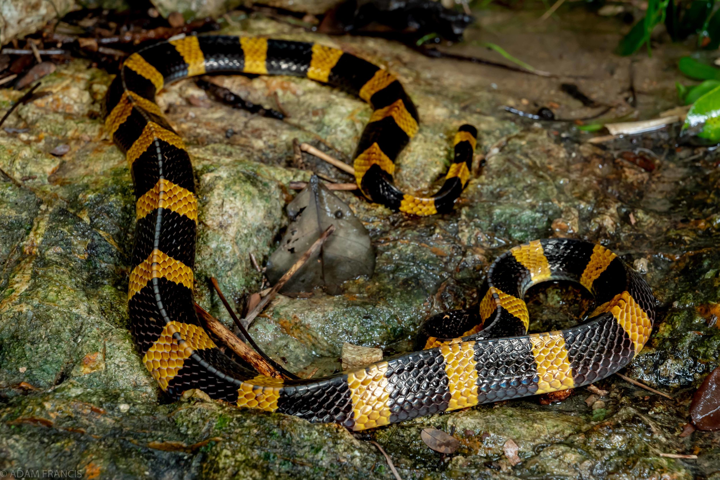 Copy of Banded Krait