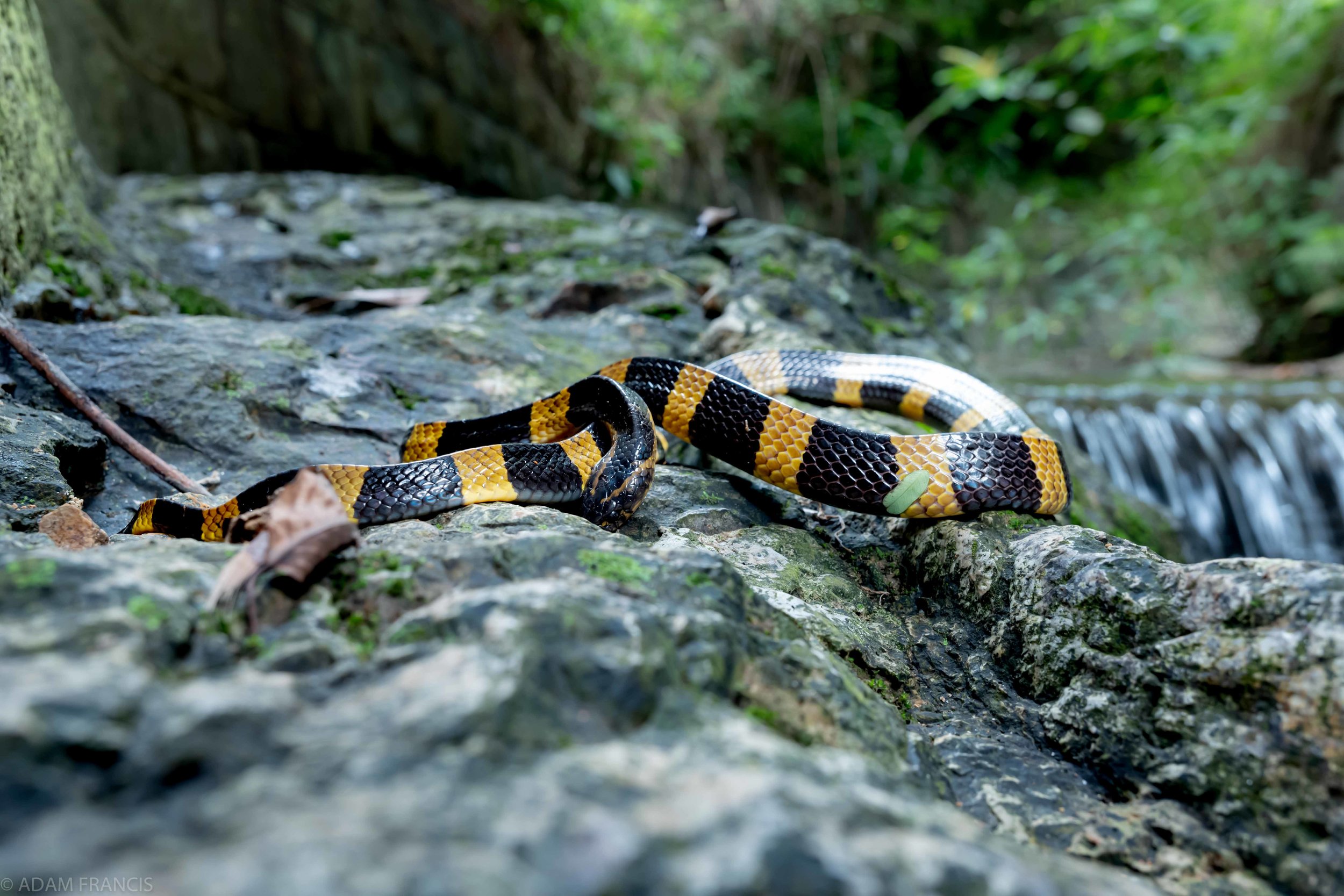 Copy of Banded Krait