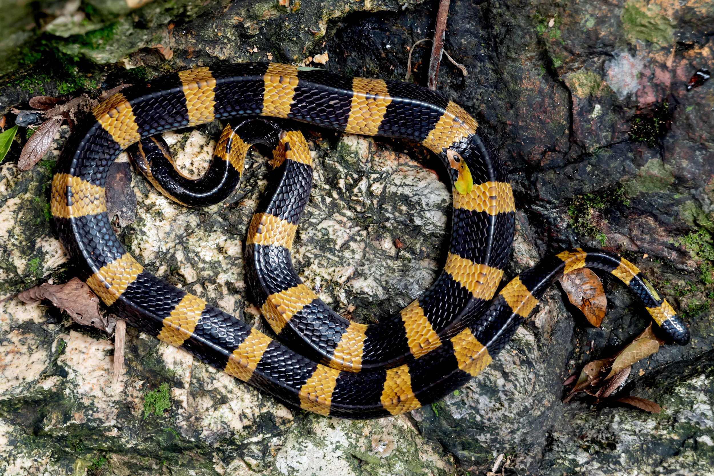 Copy of Banded Krait