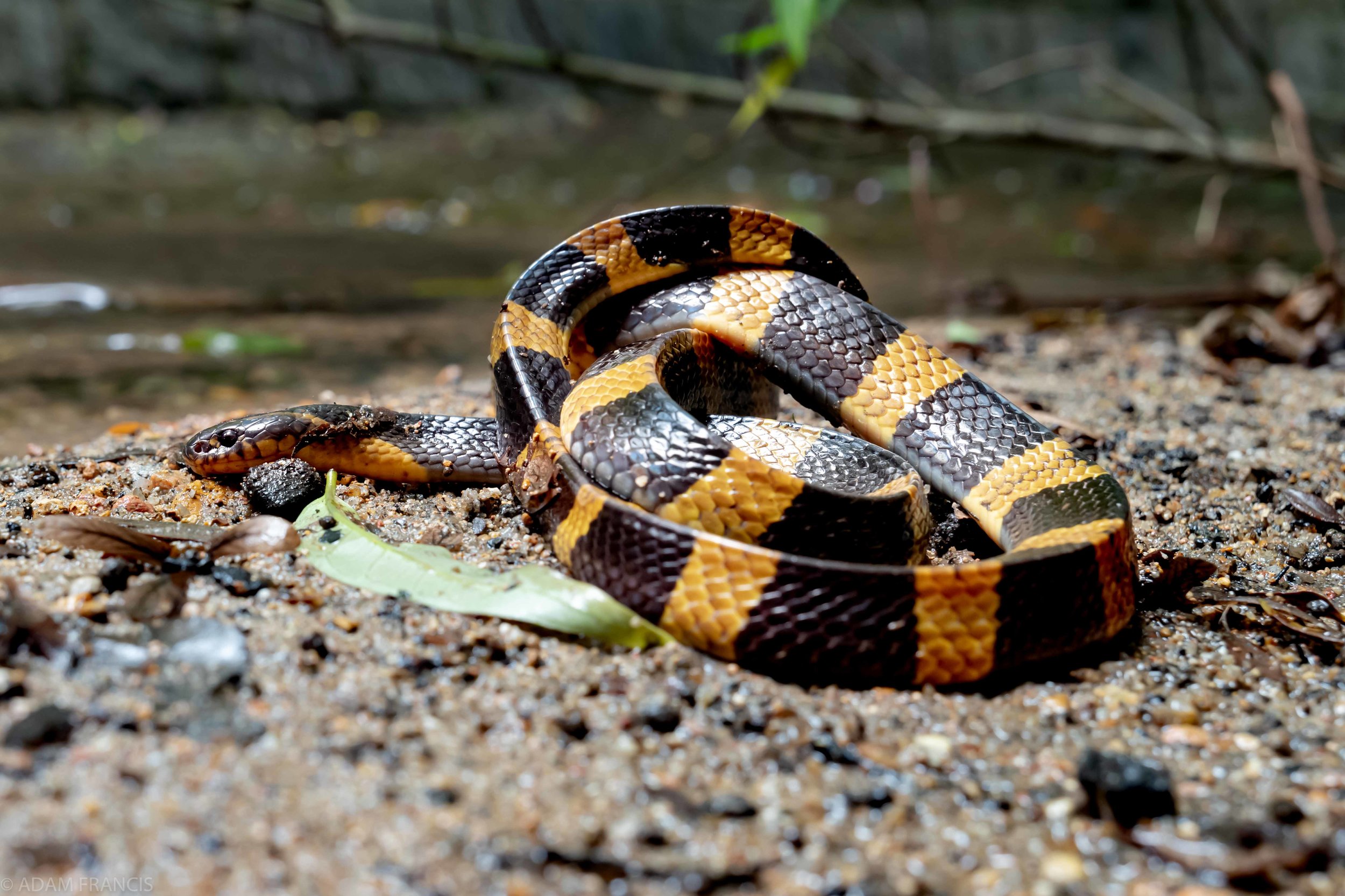 Copy of Banded Krait