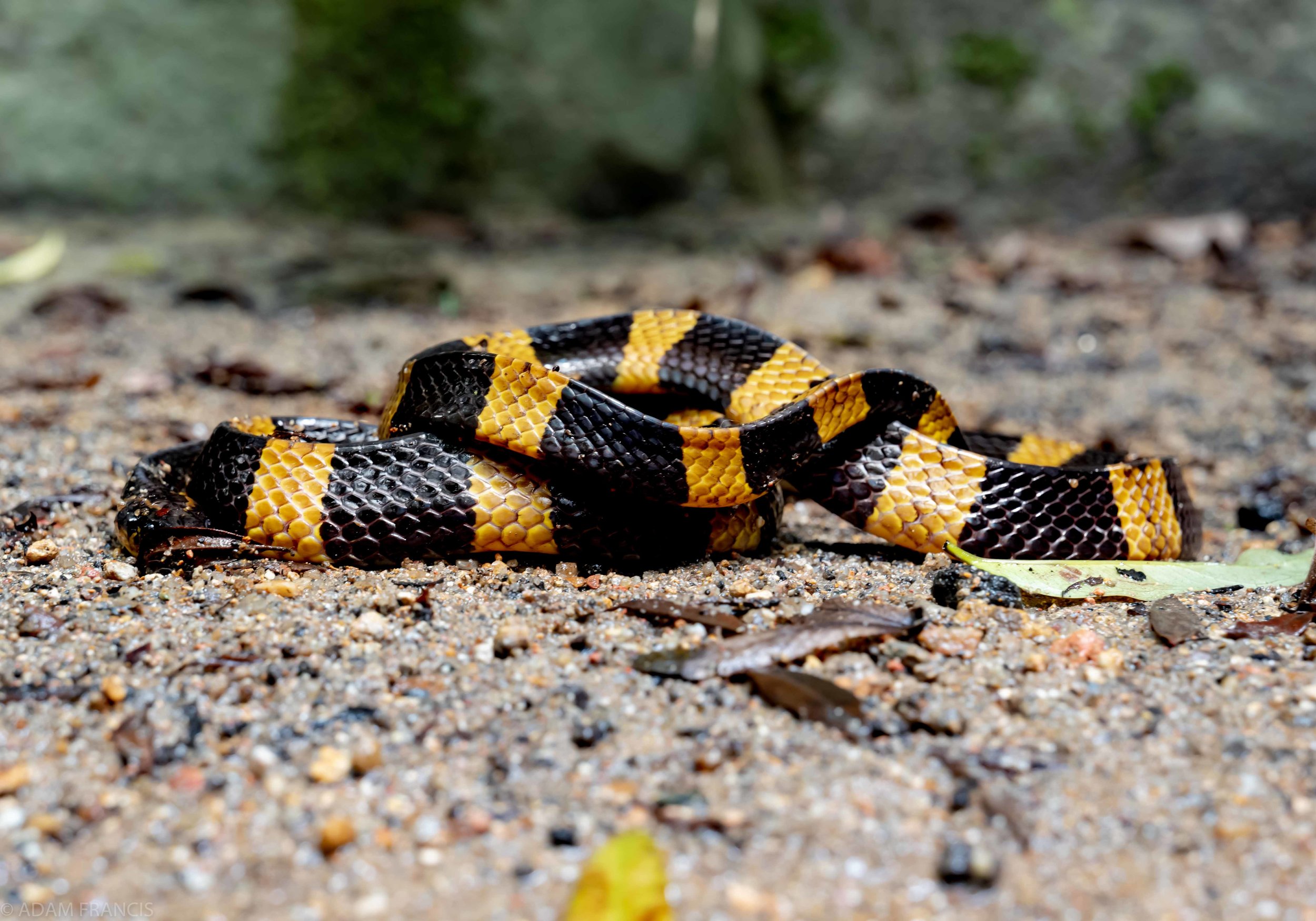Copy of Banded Krait