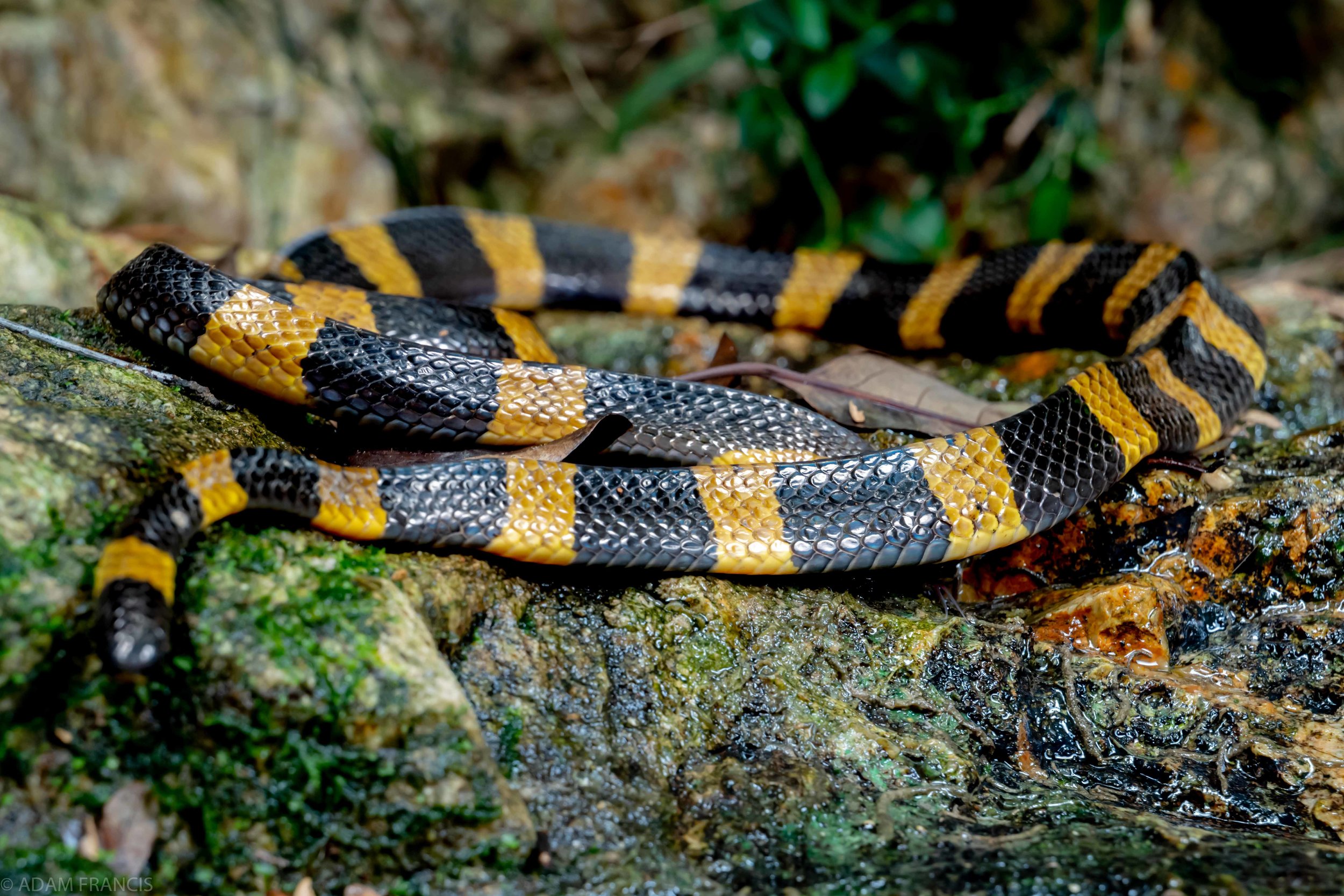 Copy of Banded Krait