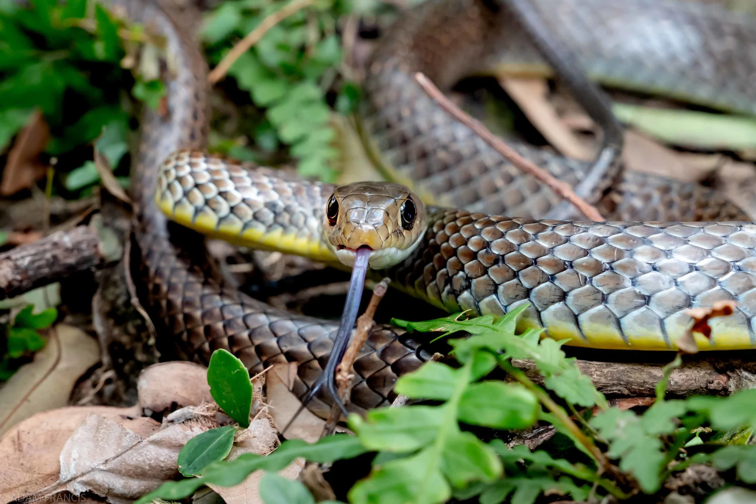 灰鼠蛇/過樹榕 — www.HKHERPETOFAUNA.com