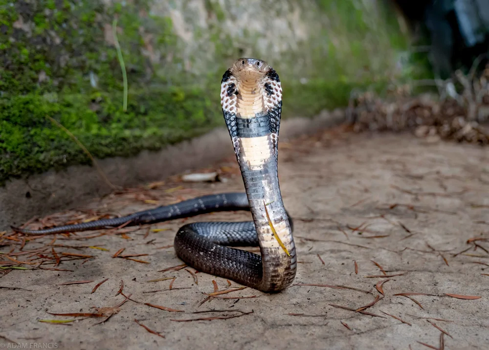 中華眼鏡蛇 飯鏟頭 Hongkongsnakeid Com