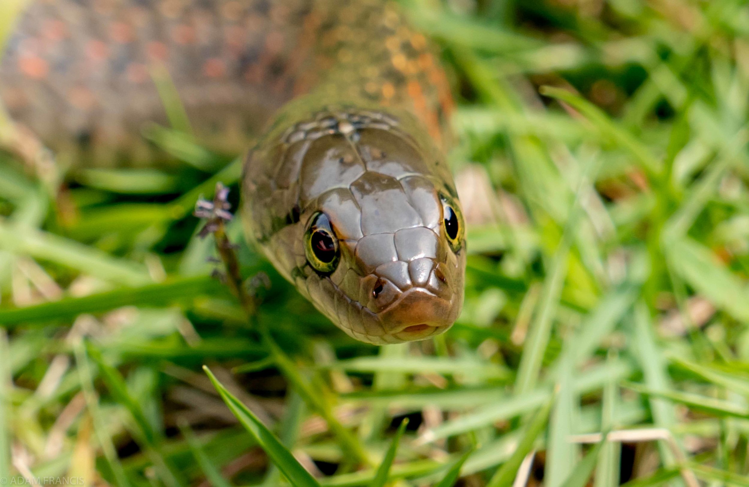 Copy of Checkered Keelback