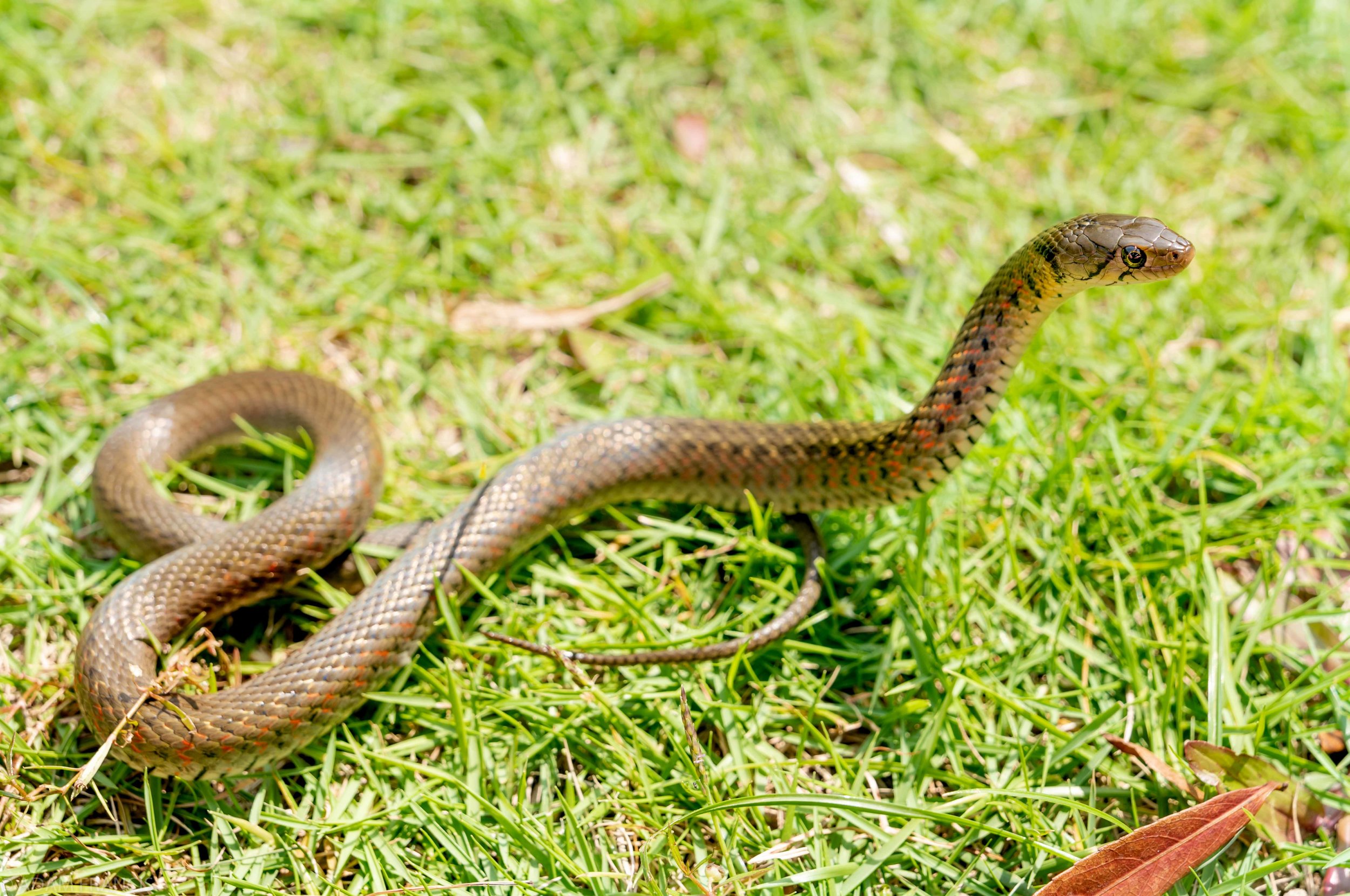 Copy of Checkered Keelback