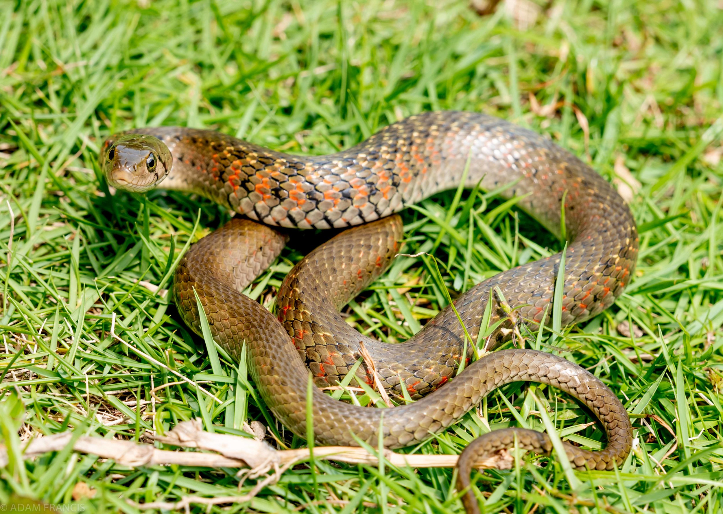 Checkered Keelback - Xenochrophis flavipunctatus