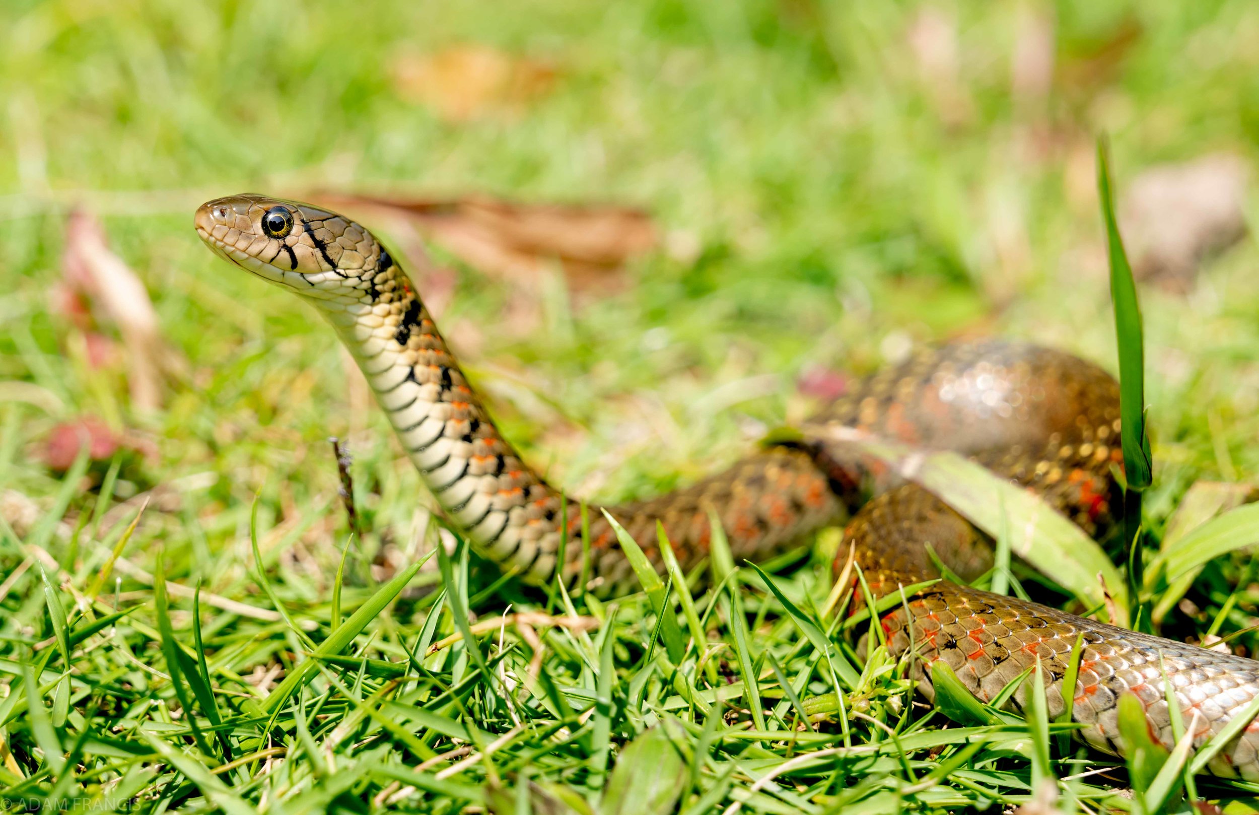 Copy of Checkered Keelback