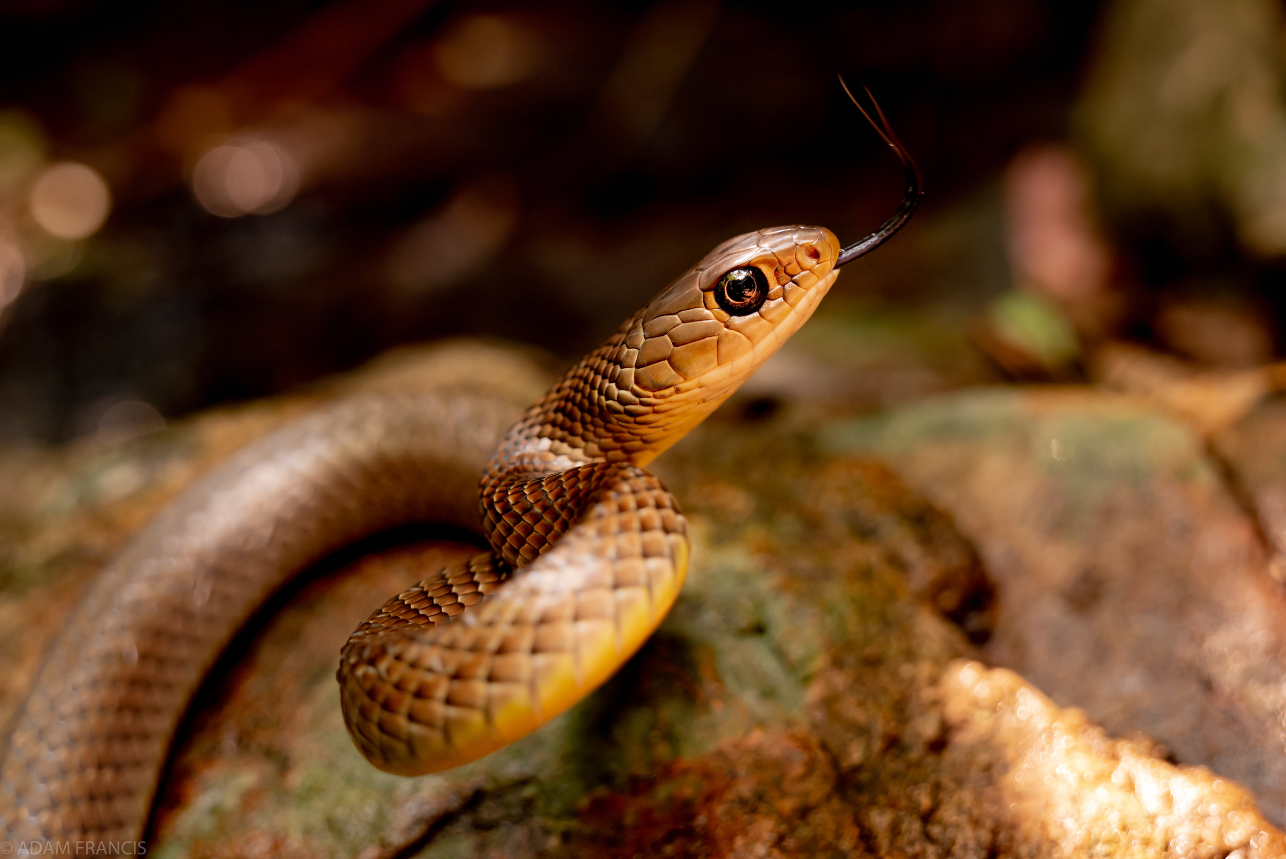 Copy of Indo Chinese Rat Snake