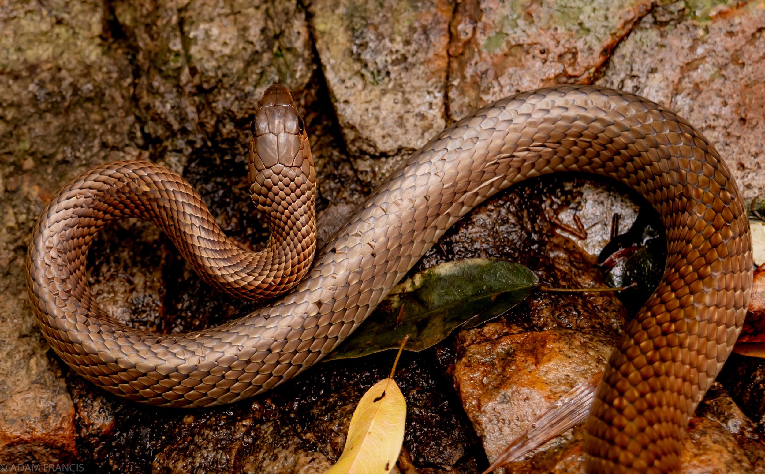 Indo Chinese Rat Snake - Ptyas korros