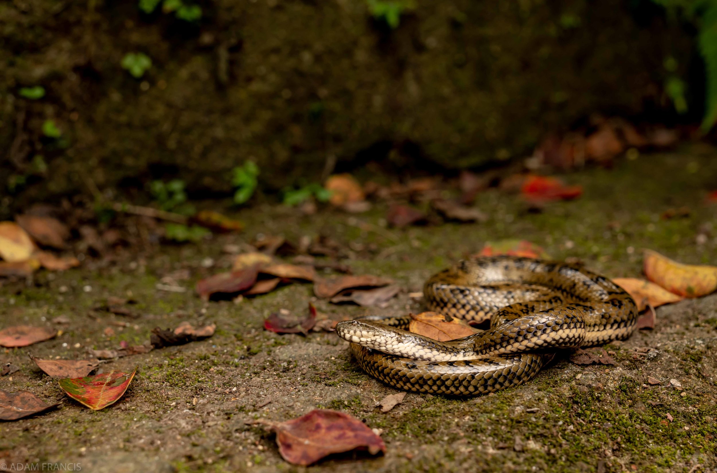 Mangrove Water Snake - Myrrophis bennettii