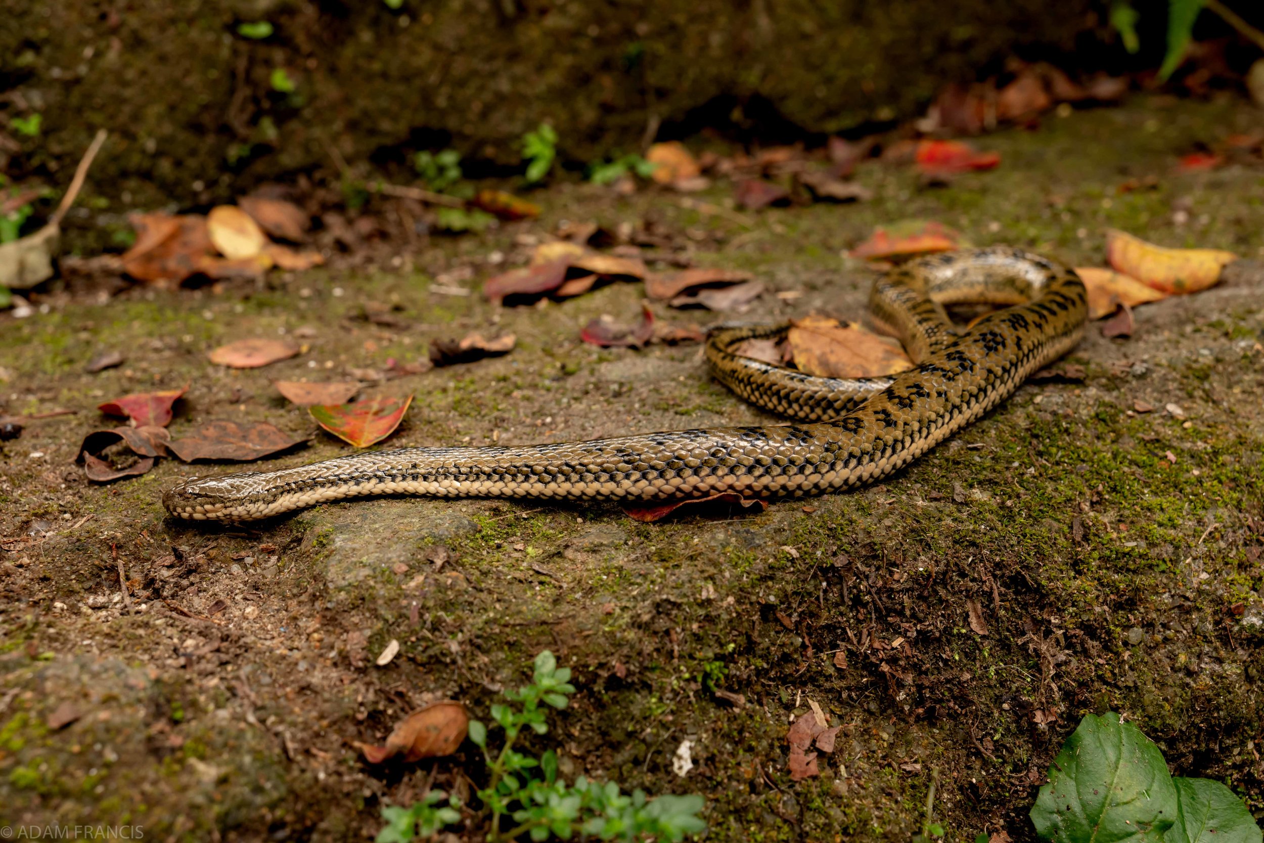 Mangrove Water Snake - Myrrophis bennettii