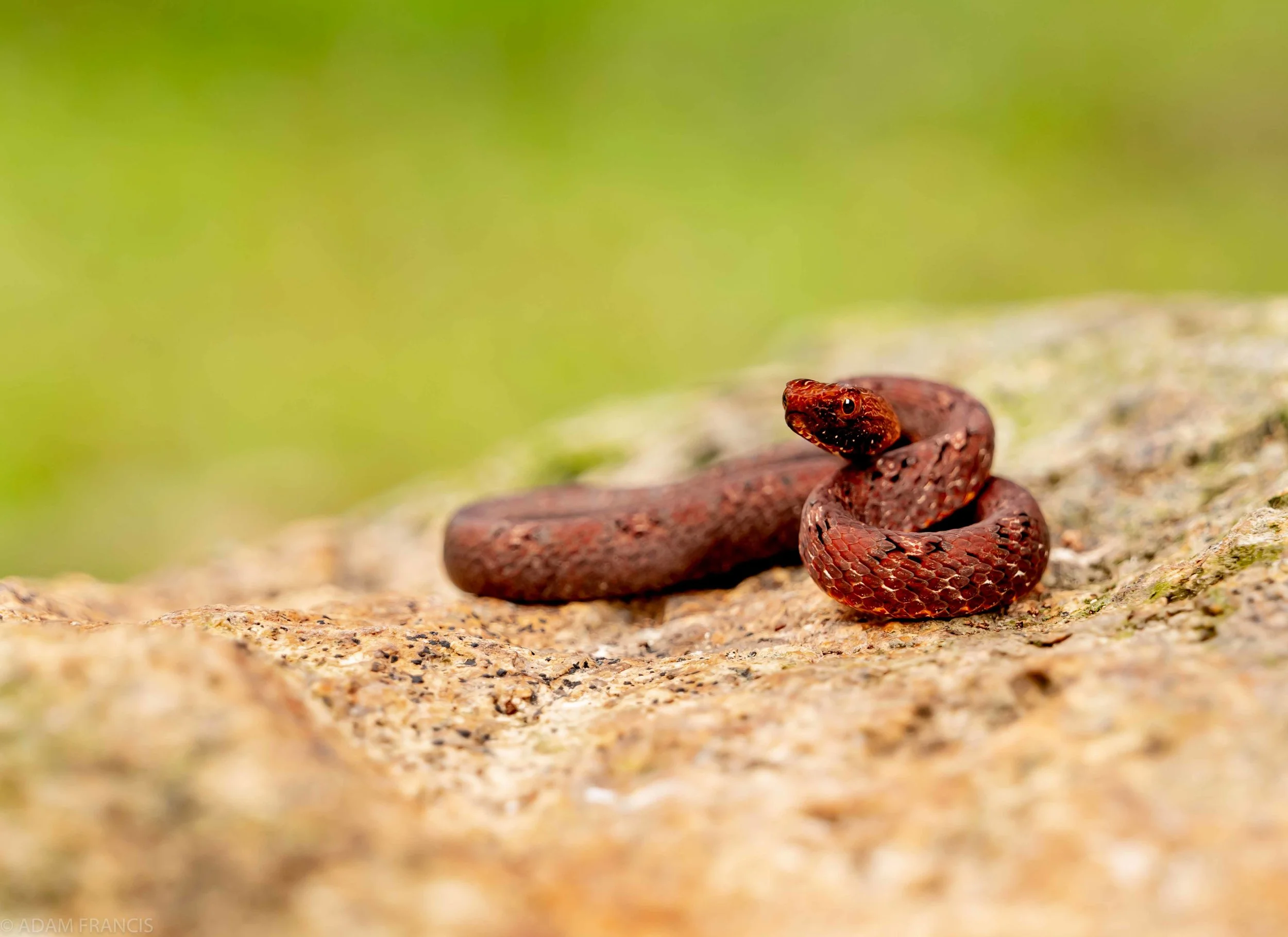 Copy of Mock Viper - Juvenile