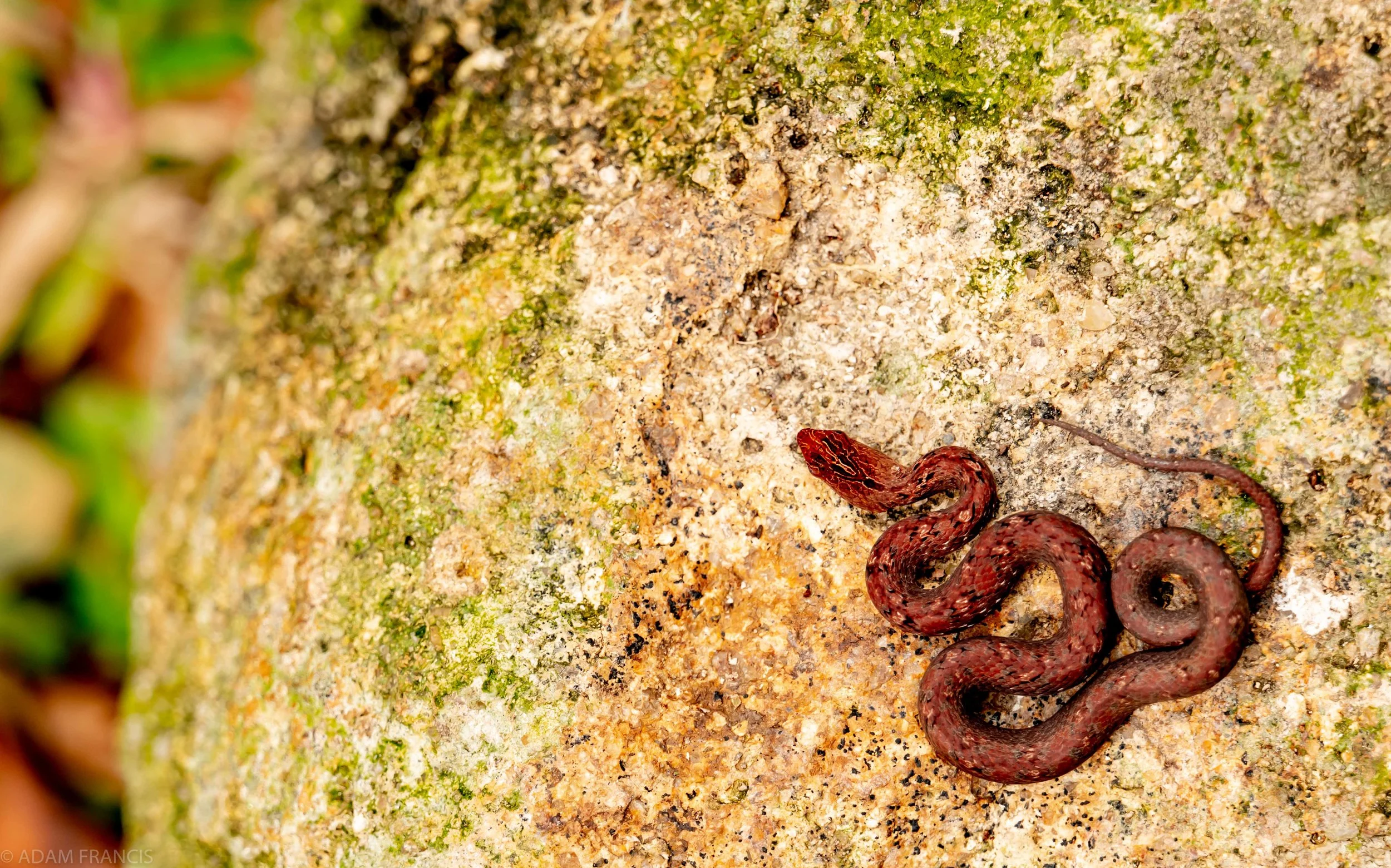 Copy of Mock Viper - Juvenile