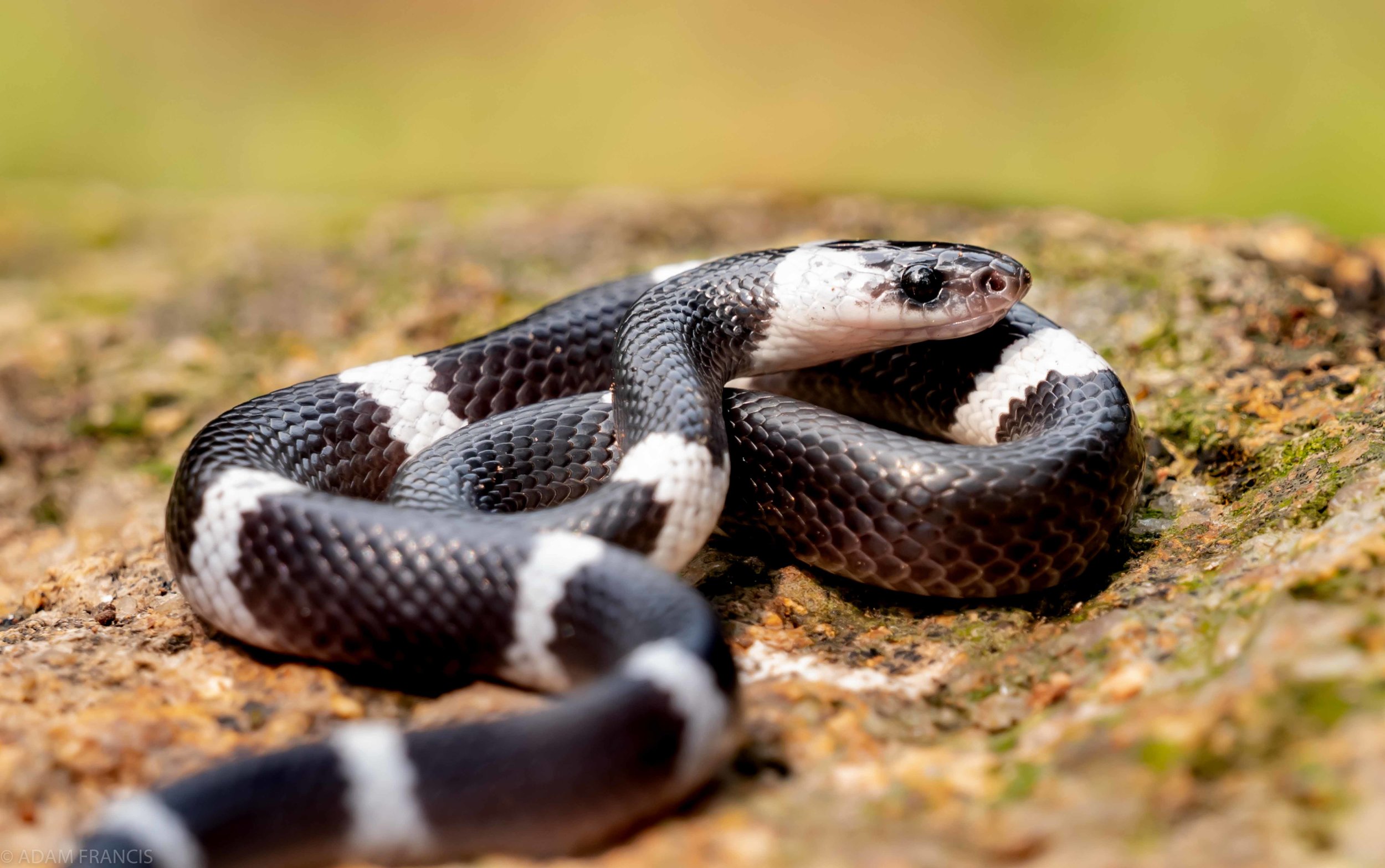 Copy of Banded Wolf Snake