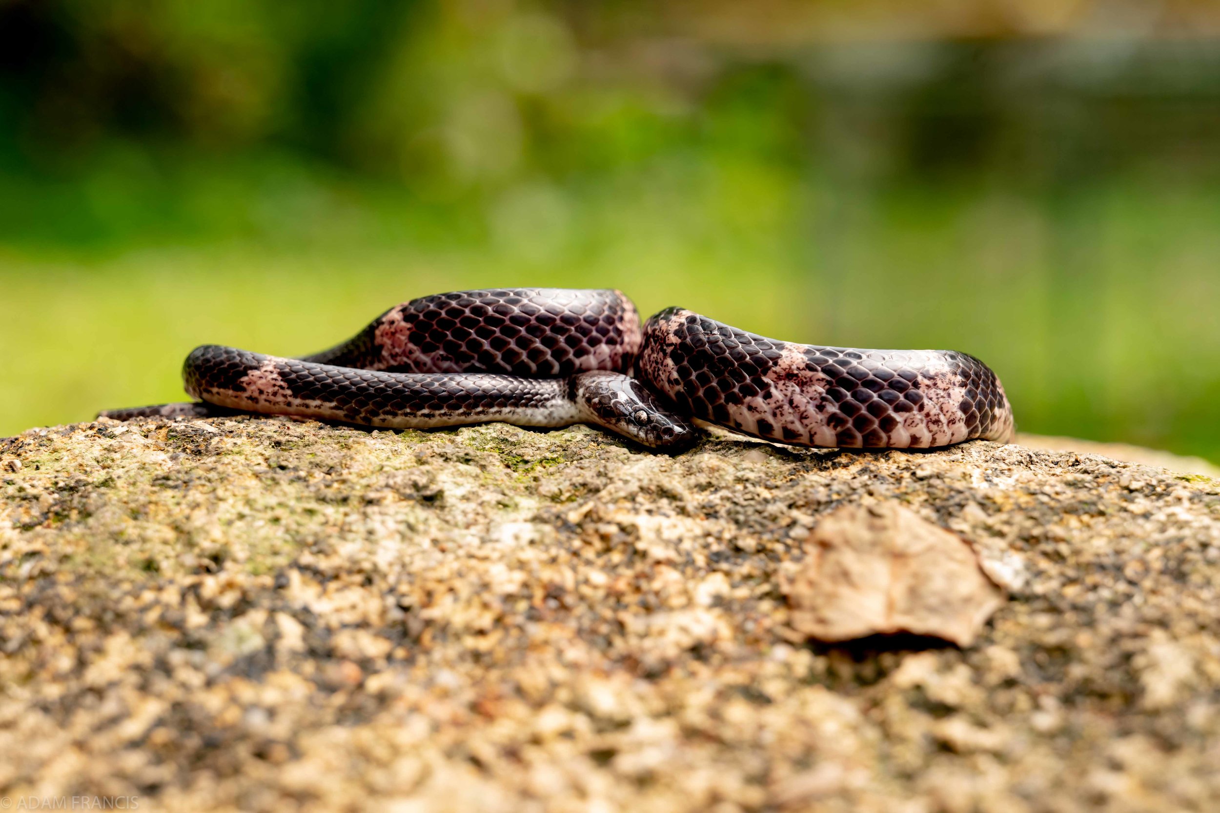 Copy of Futsings Wolf Snake