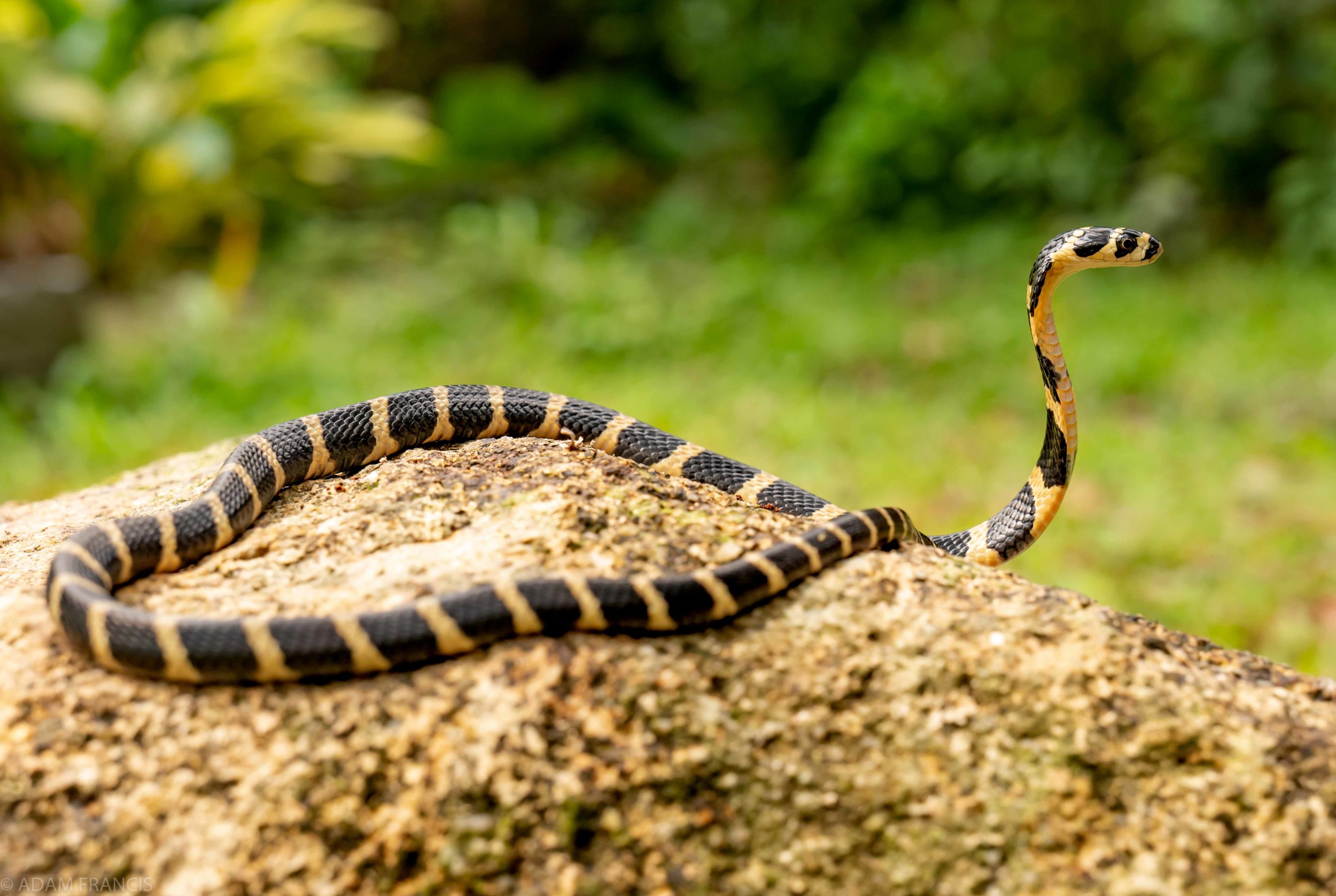 Copy of King Cobra - Juvenile