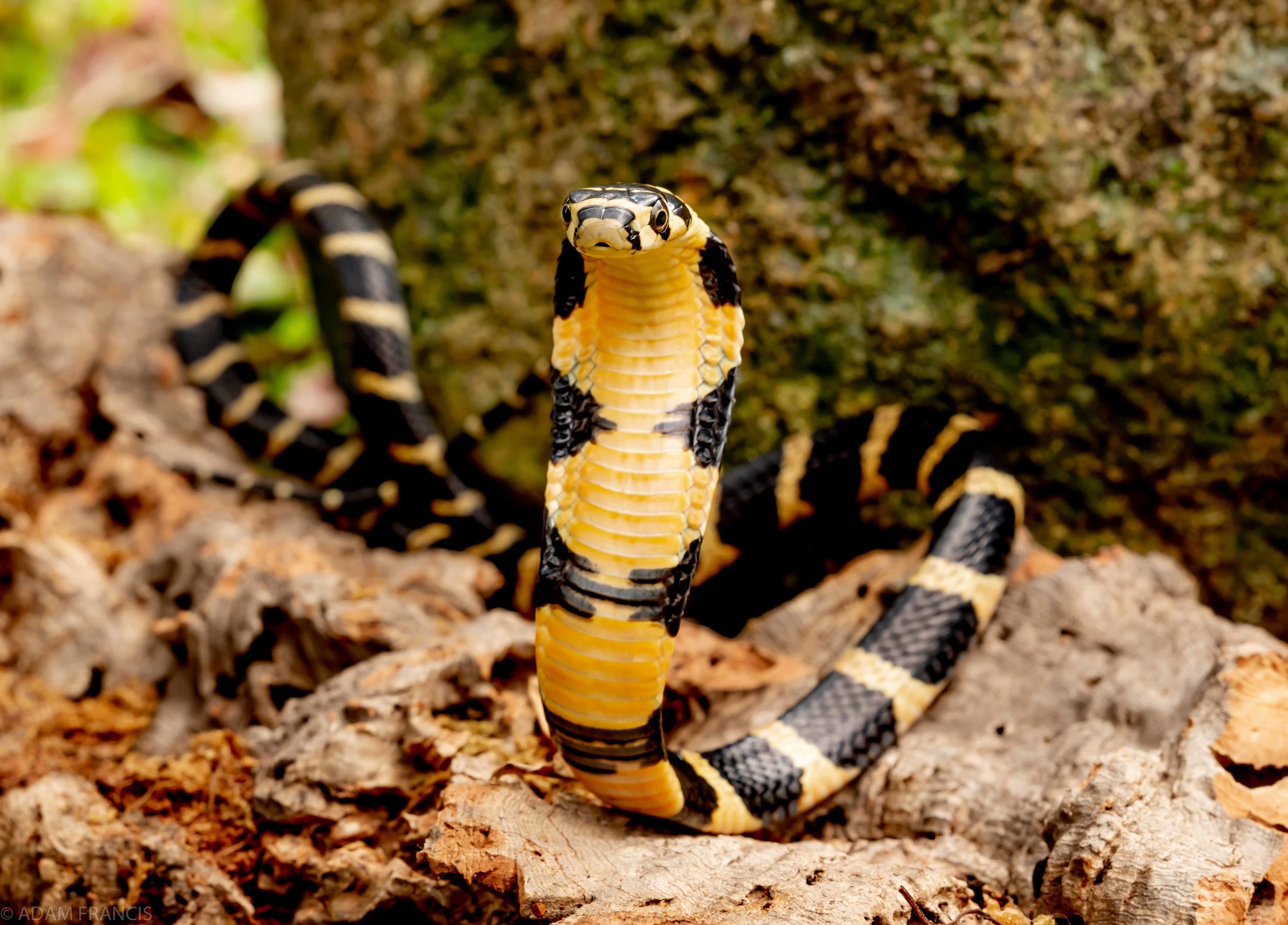 Copy of King Cobra - Juvenile