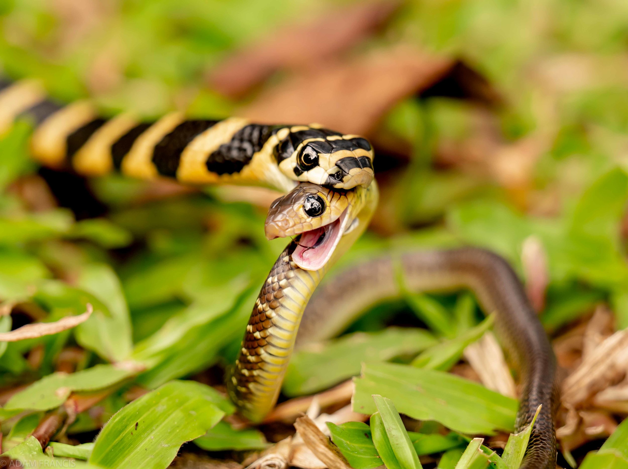 King Cobra Ophiophagus Hannah Hongkongsnakeid Com