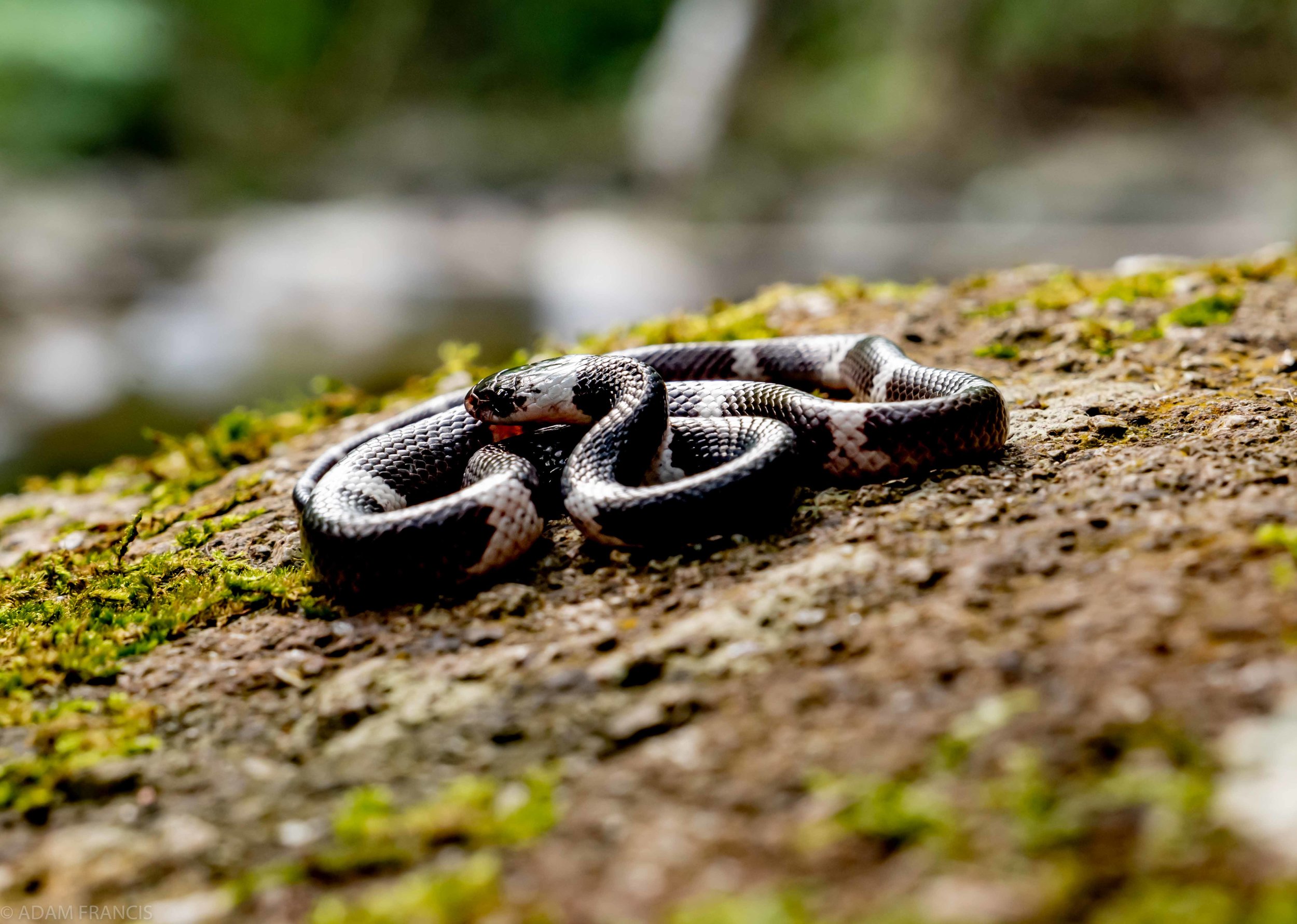 Banded Wolf Snake Lycodon subcinctus-11.jpg