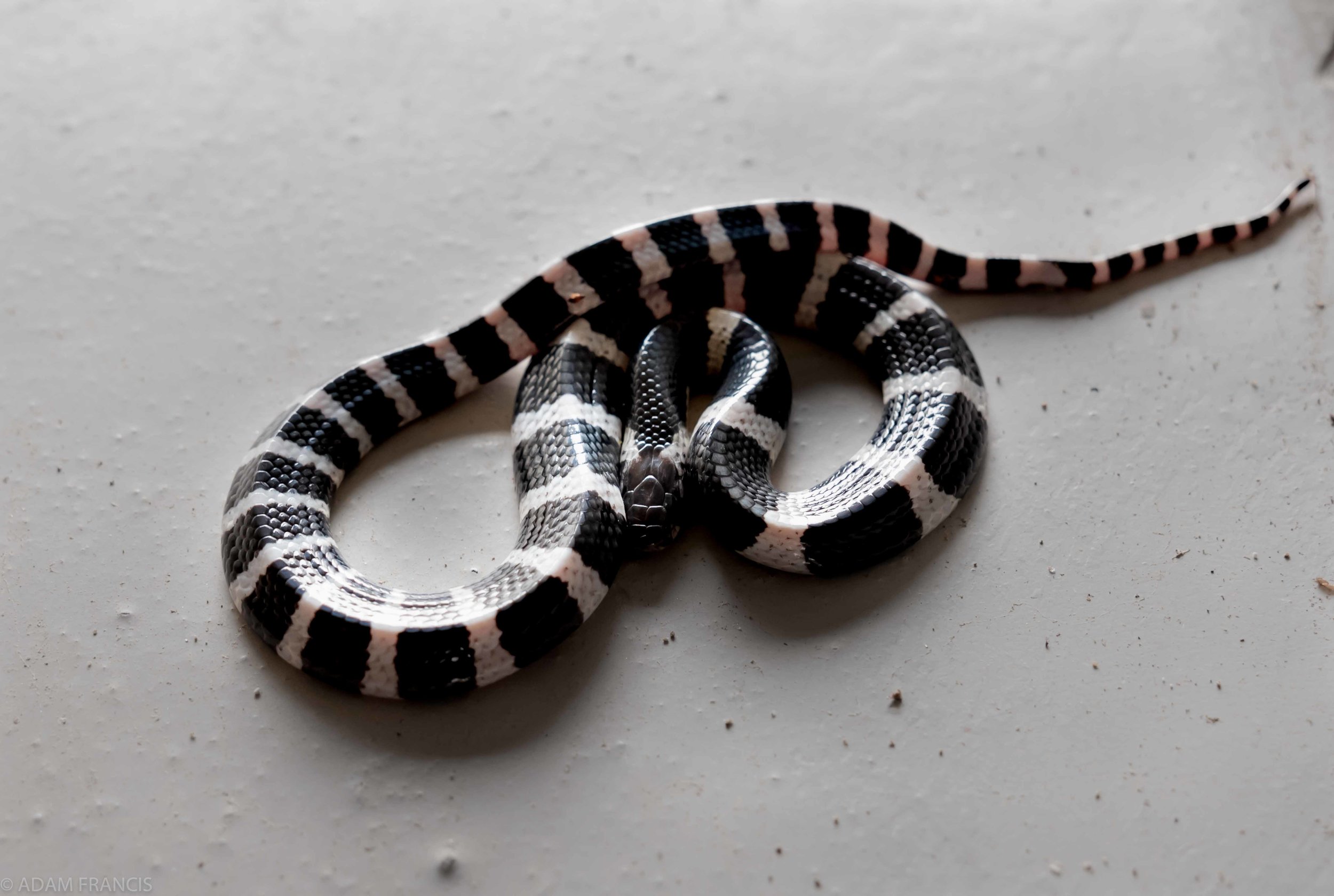 Many Banded Krait Bungarus multicinctus 39.jpg