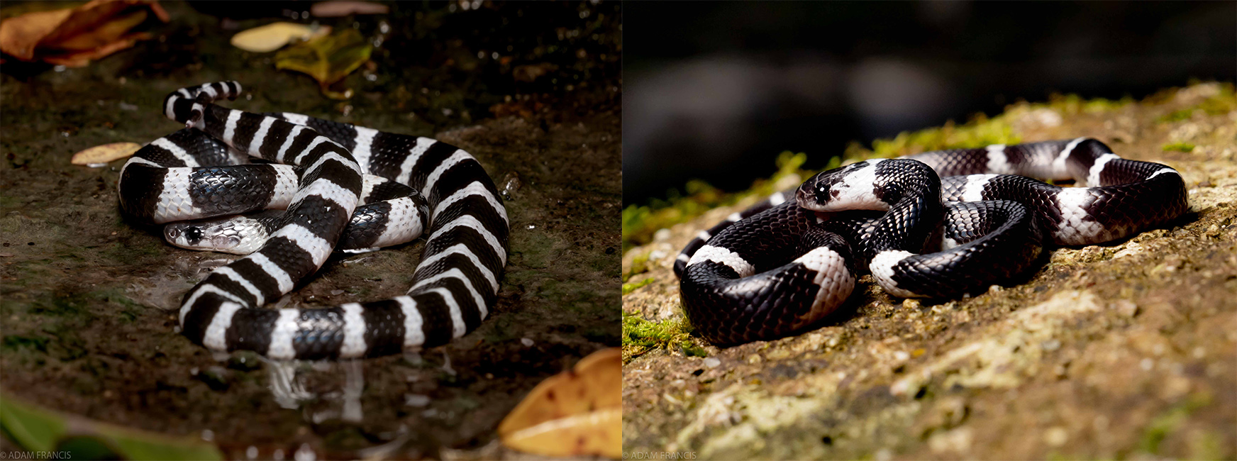 MANY BANDED KRAIT LEFT BANDED WOLF SNAKE RIGHT