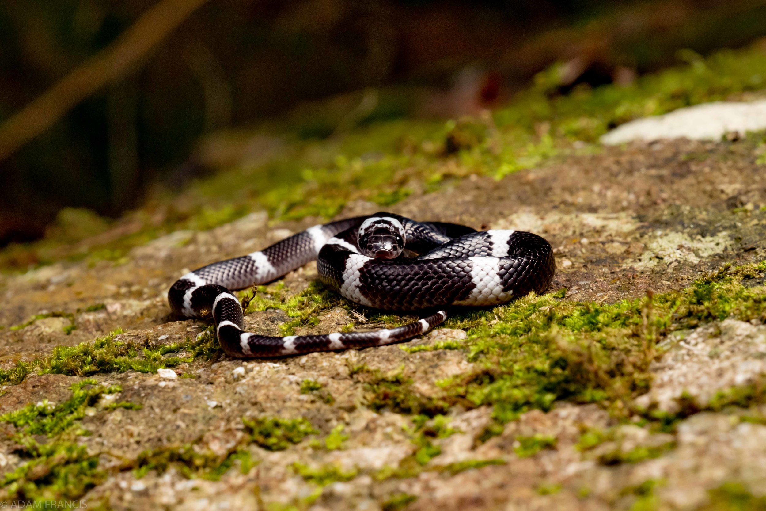 Banded Wolf Snake - Lycodon subcinctus