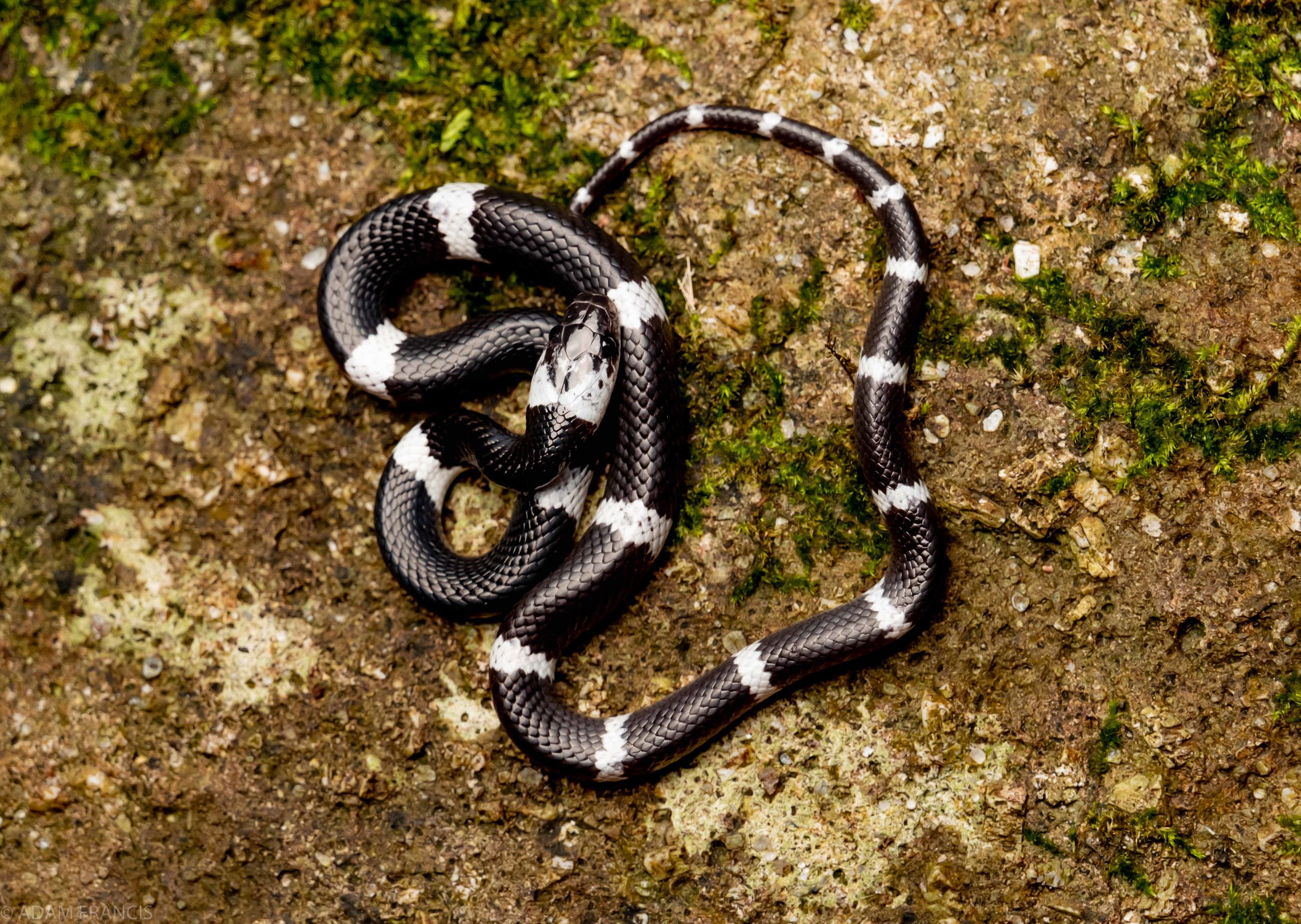 Banded Wolf Snake - Lycodon subcinctus