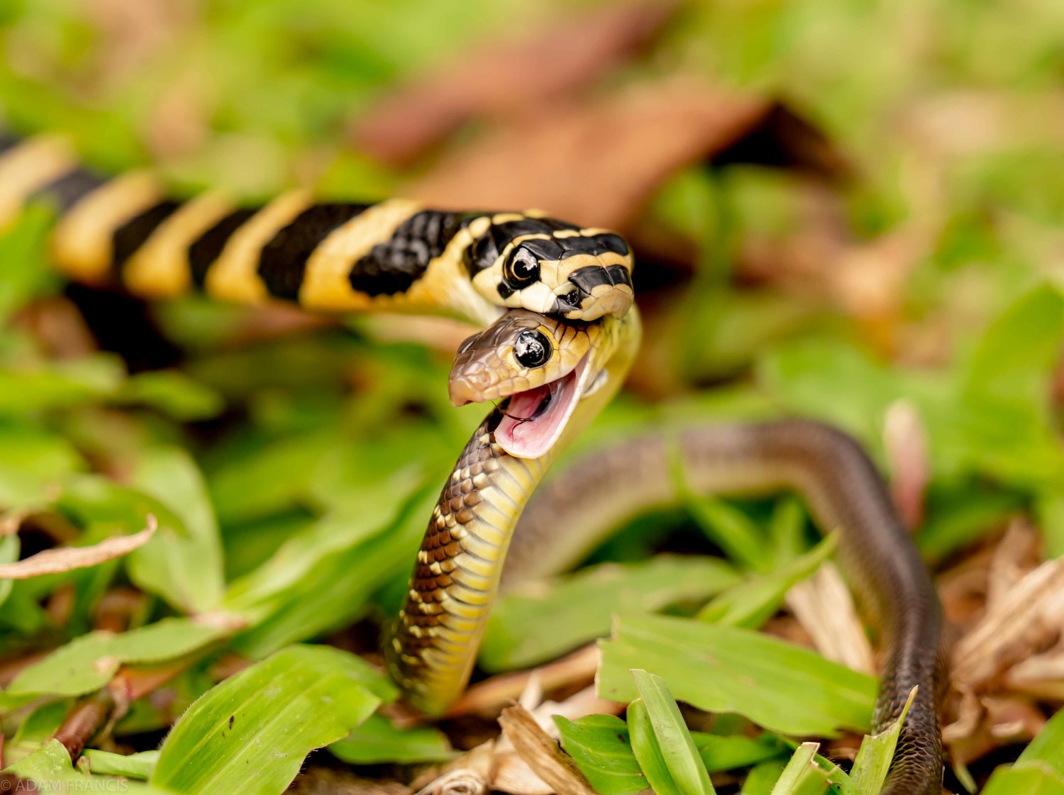 Snakes That Eat Snakes — 