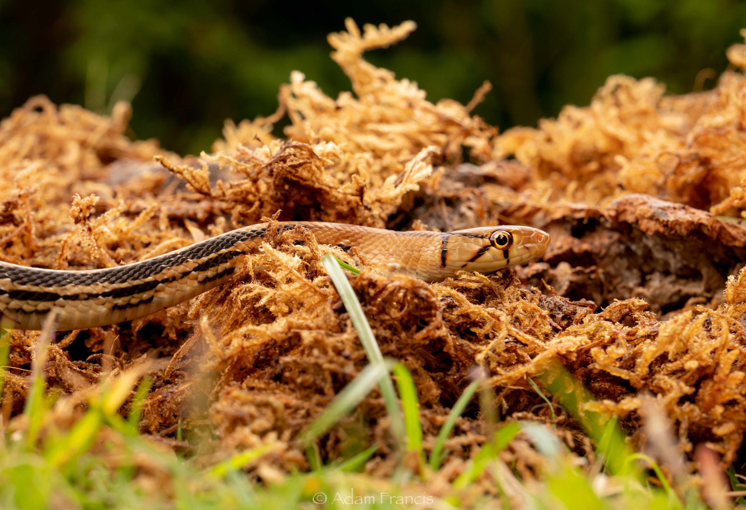 Copperhead Racer - Coelognathus radiatus